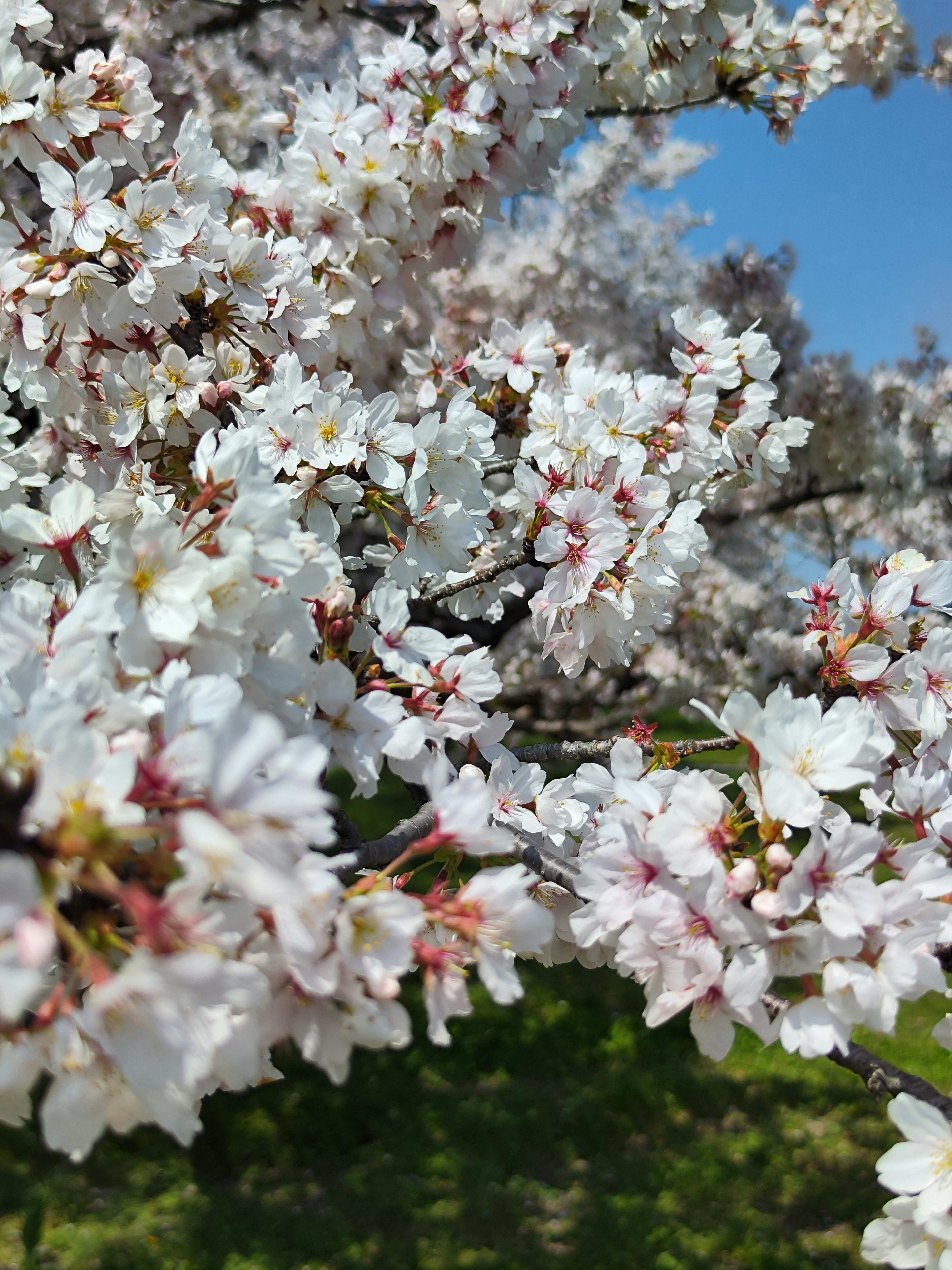 Kedekatan cabang bunga sakura dengan bunga putih di latar belakang langit biru dan rumput hijau