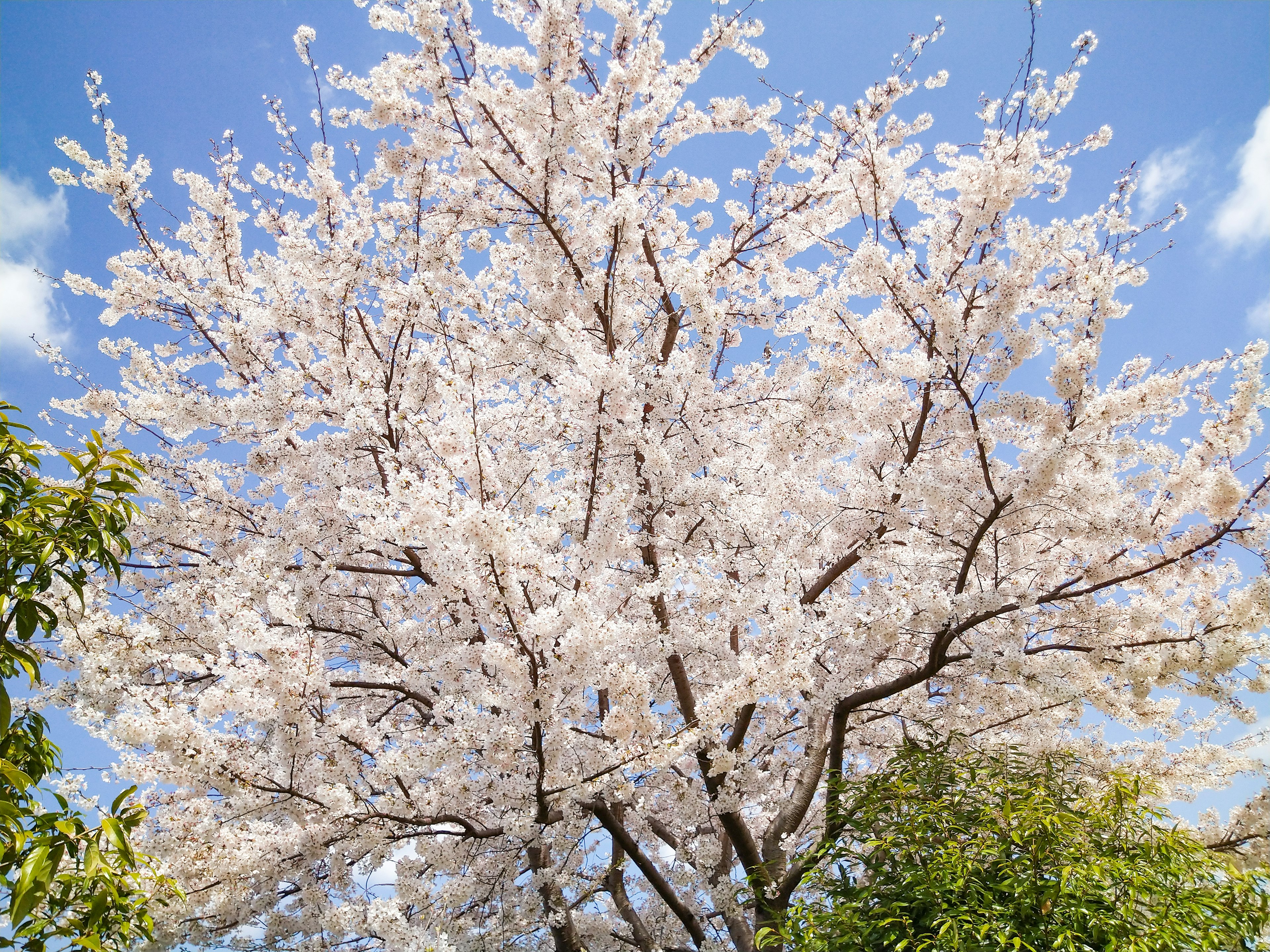 A cherry blossom tree in full bloom with white flowers under a blue sky