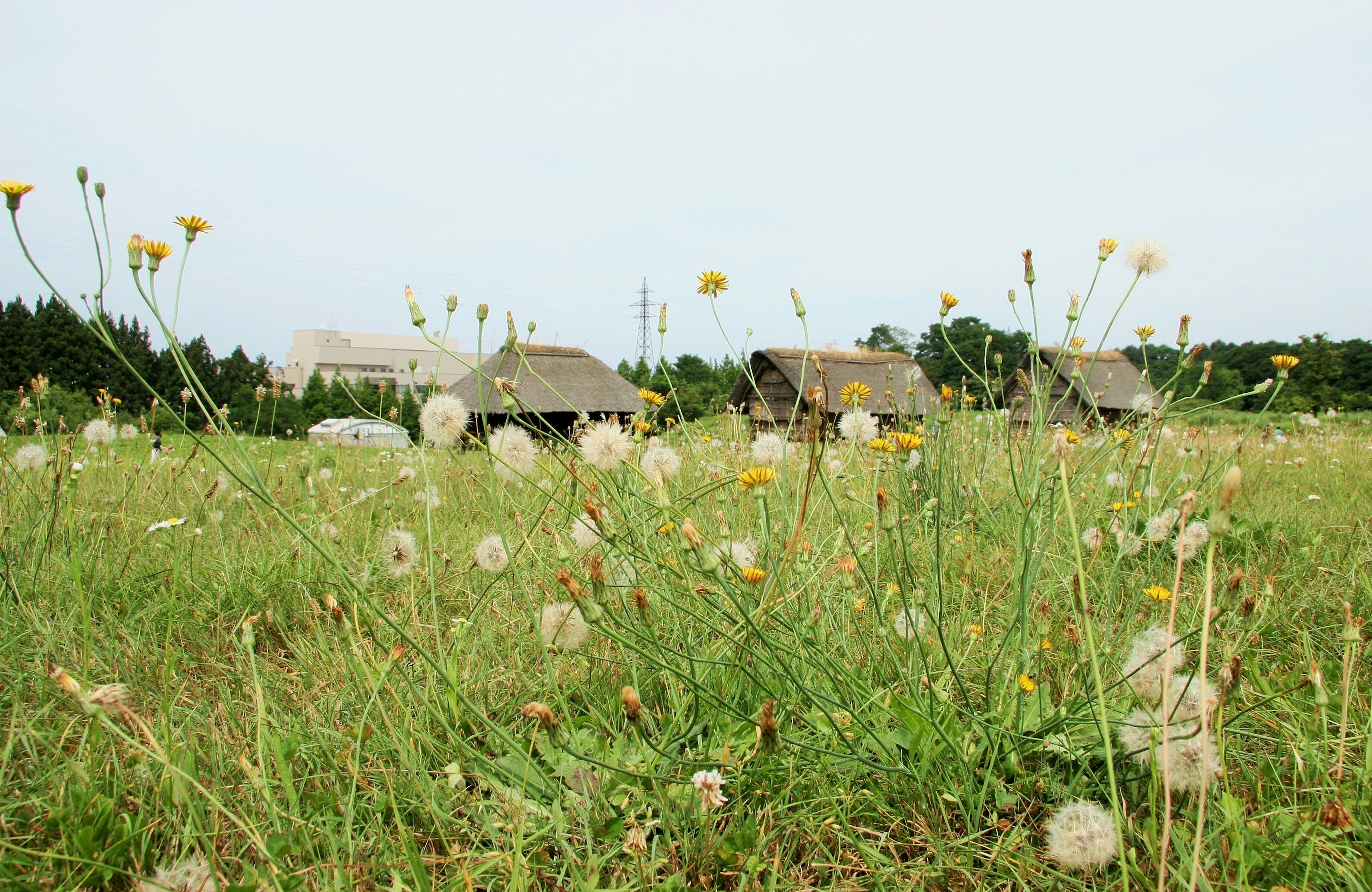 Un pré vert avec des pissenlits et des fleurs en pompon blanc au premier plan petites maisons au toit de chaume à l'arrière-plan