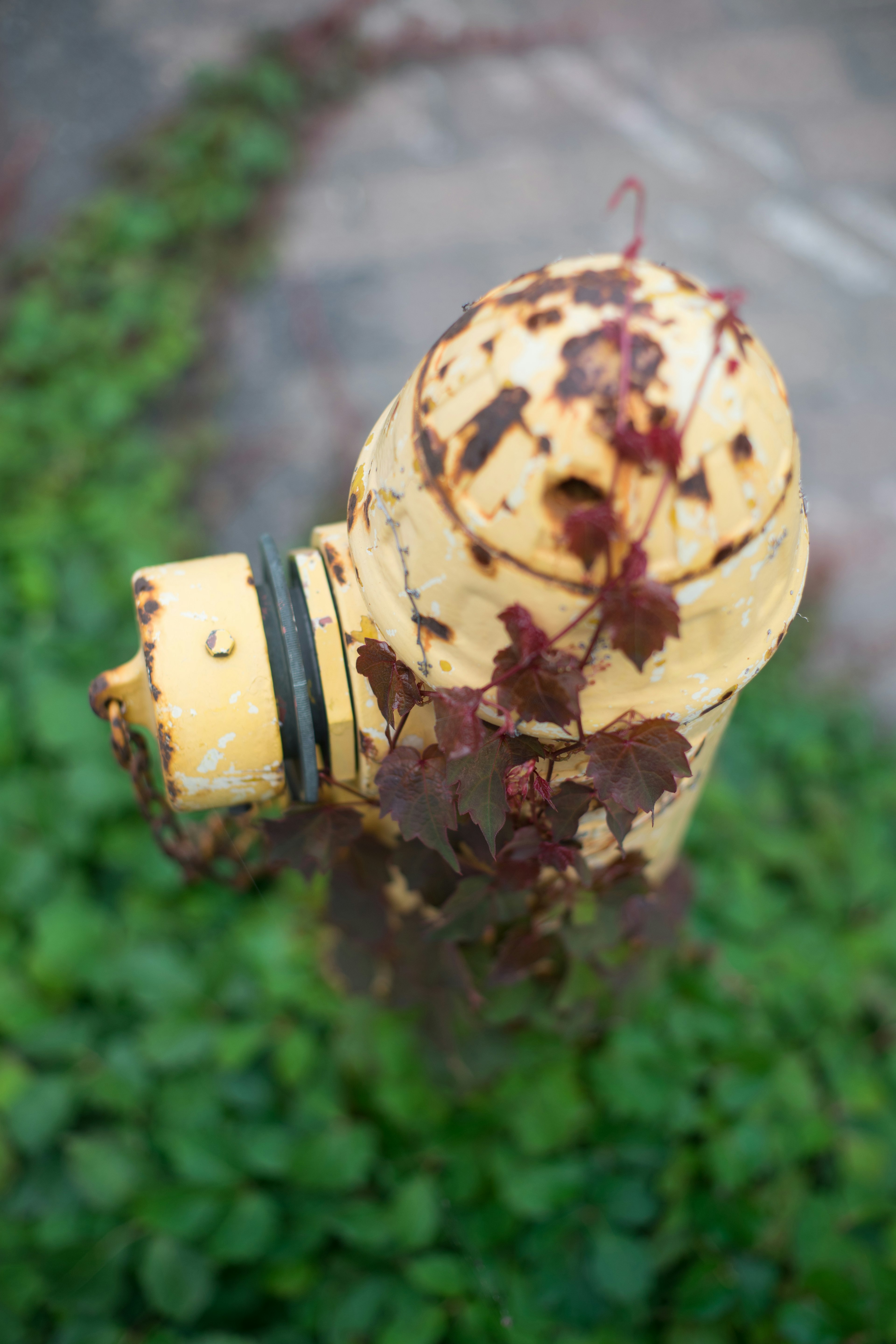 Vieille bouche d'incendie jaune recouverte de plantes grimpantes