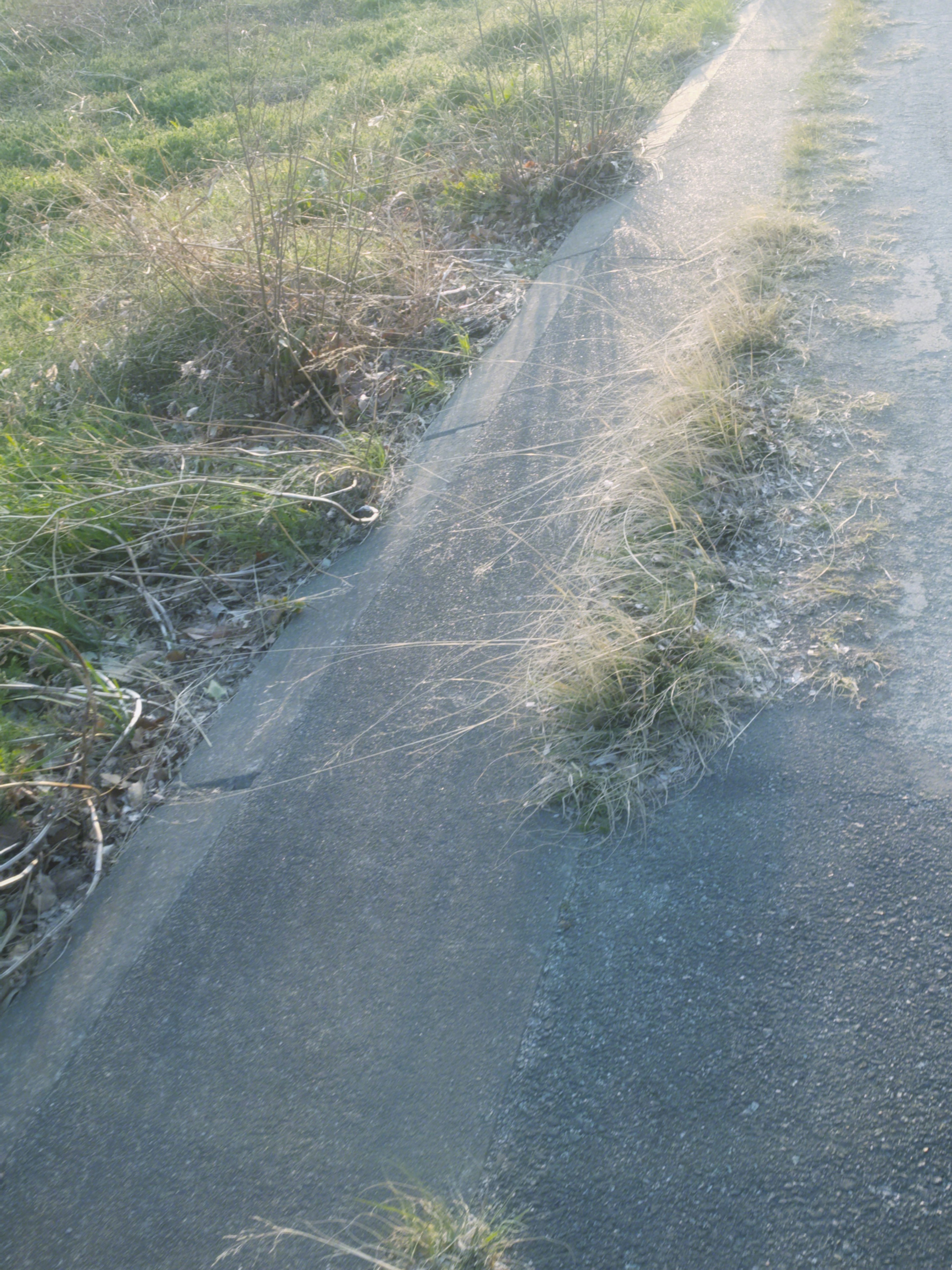 鋪設的道路部分，邊緣長有草