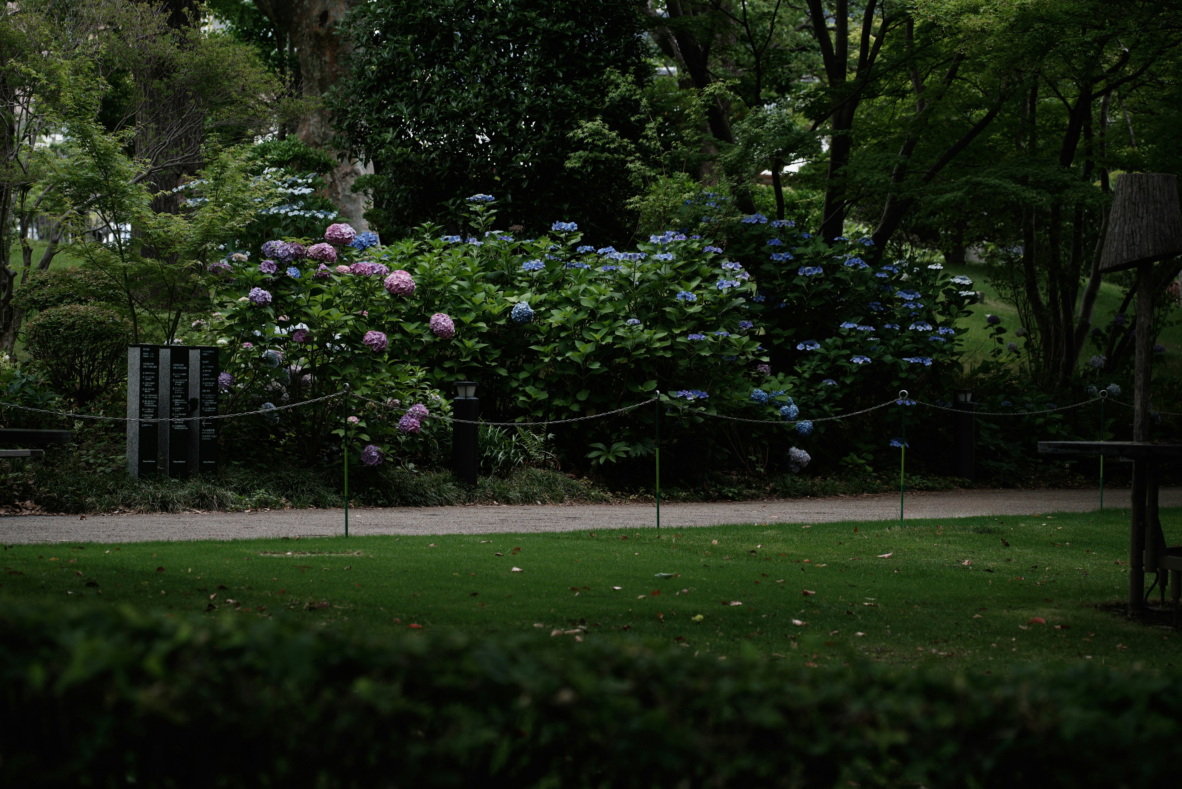 郁郁蔥蔥的花園場景，盛開著藍色和紫色的繡球花