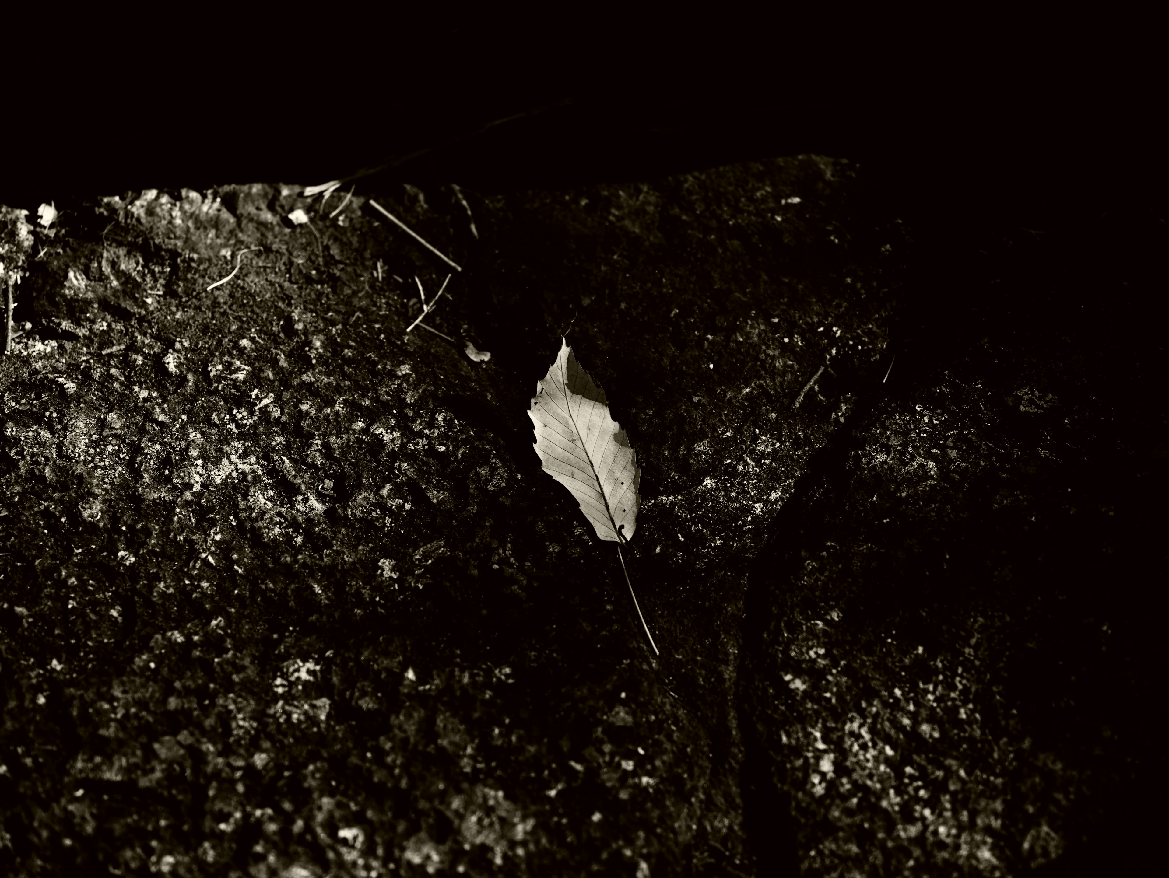 Ein einzelnes Blatt liegt auf einer strukturierten Oberfläche im schwachen Licht