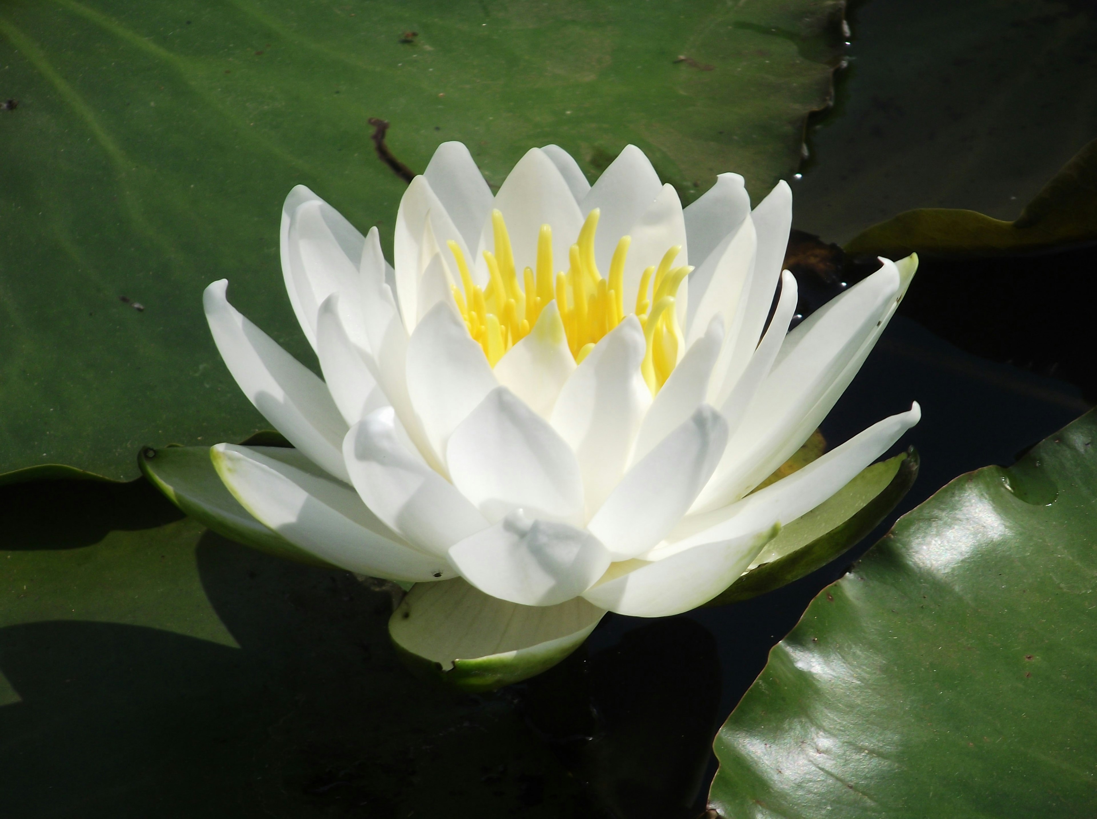 A white water lily floating on the water surface