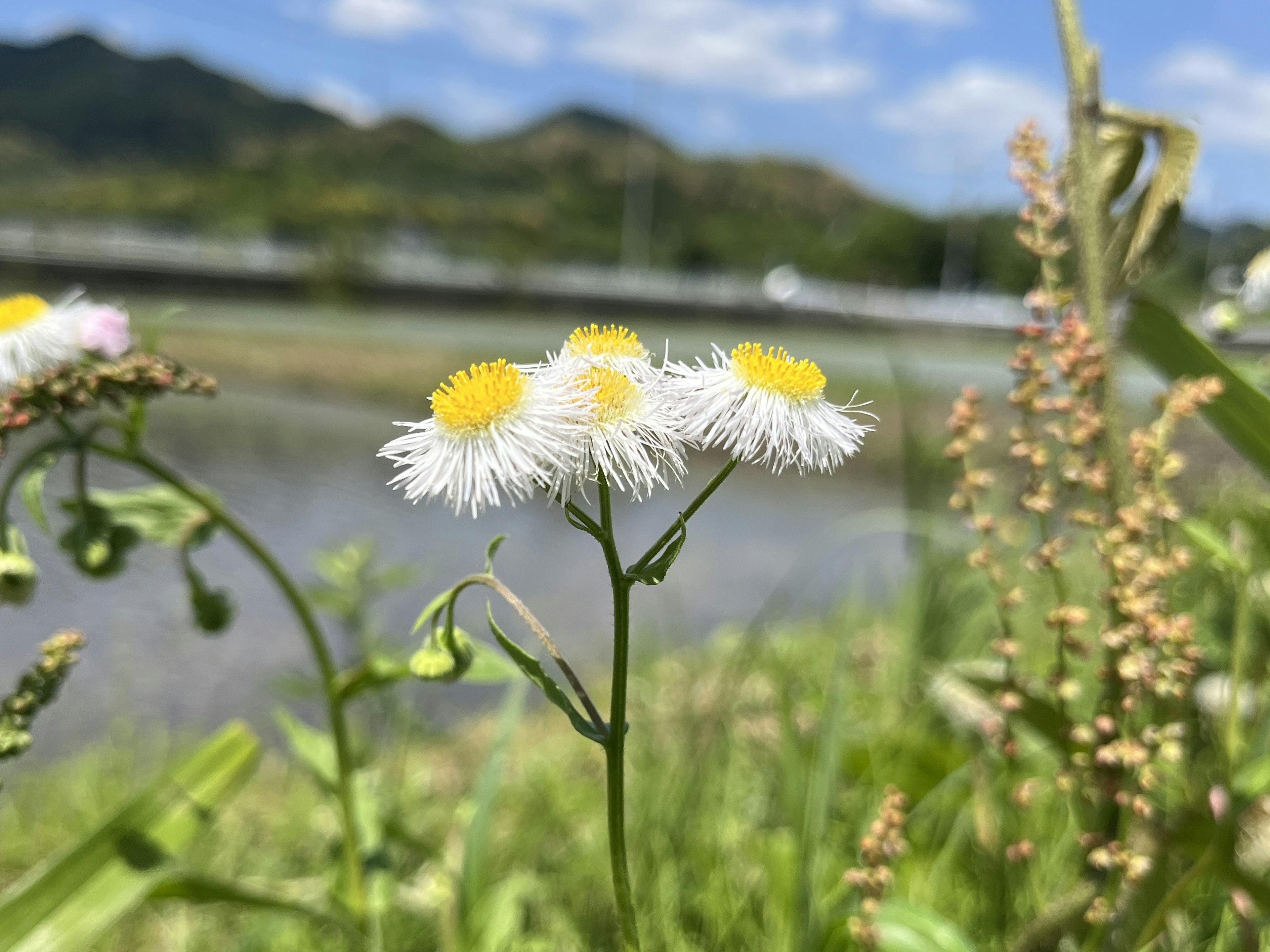 Wildflowers with white petals and yellow centers in a natural setting