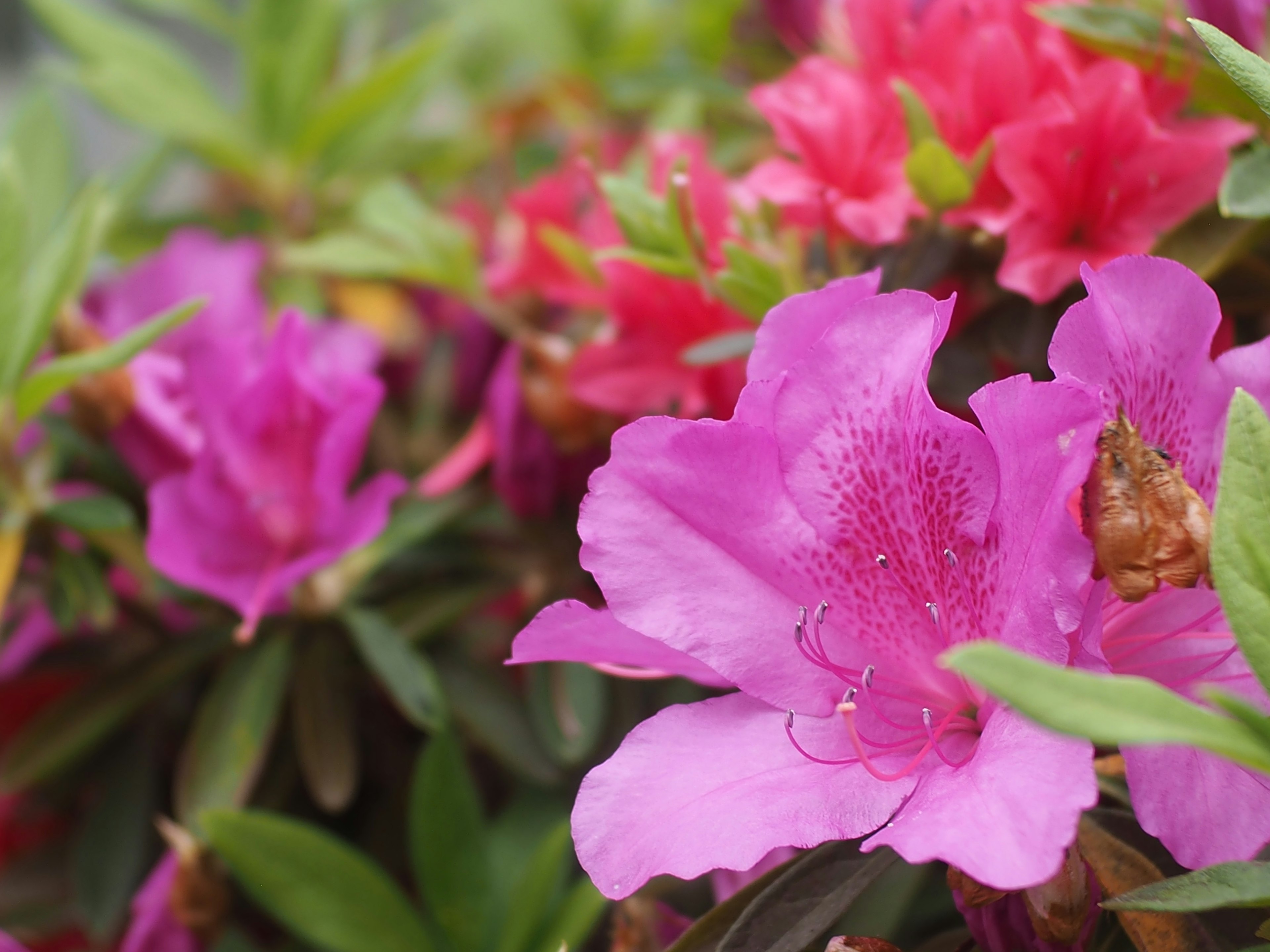 Colorful azalea flowers blooming in a garden setting