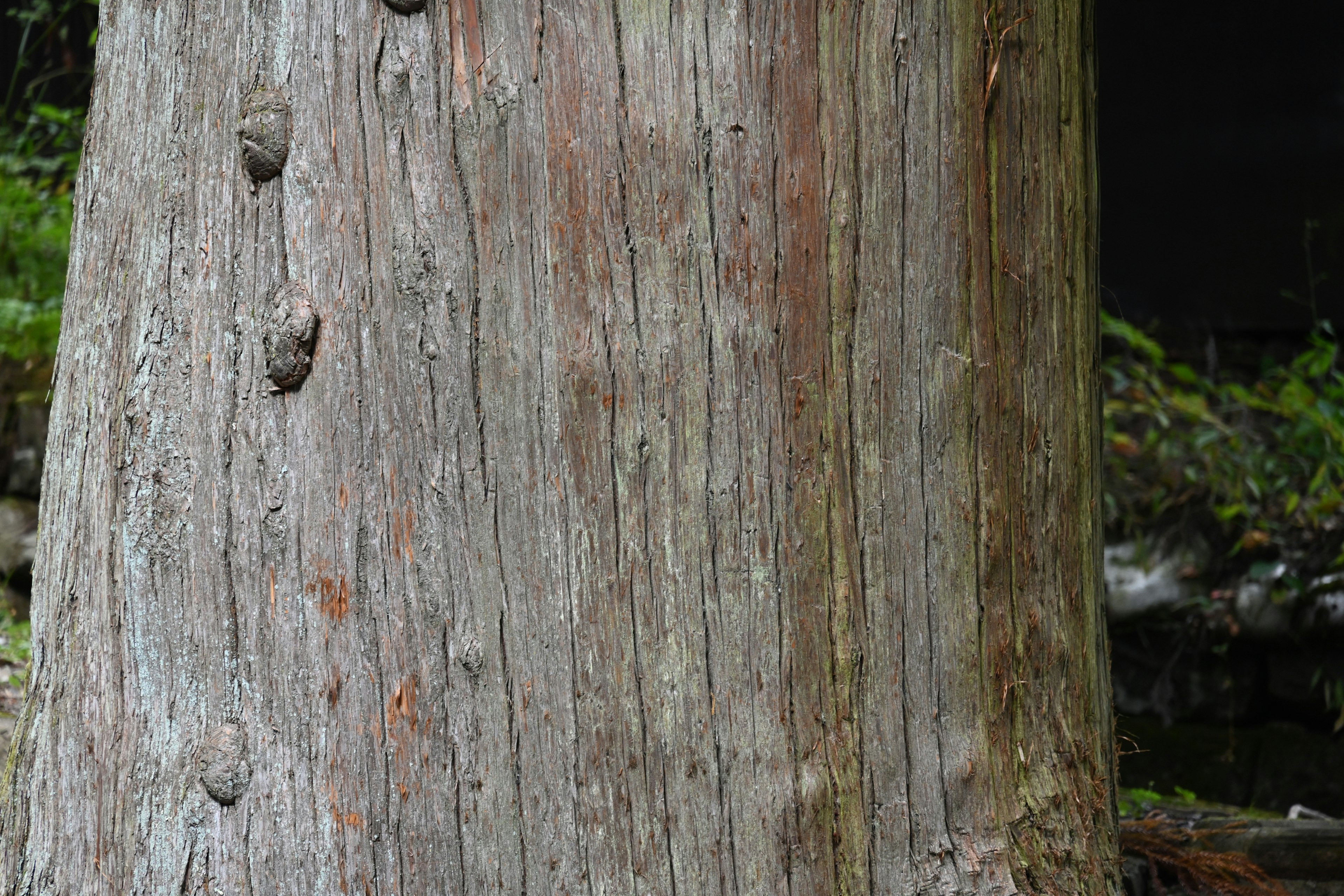 Tronco d'albero texturato con sfondo verde naturale