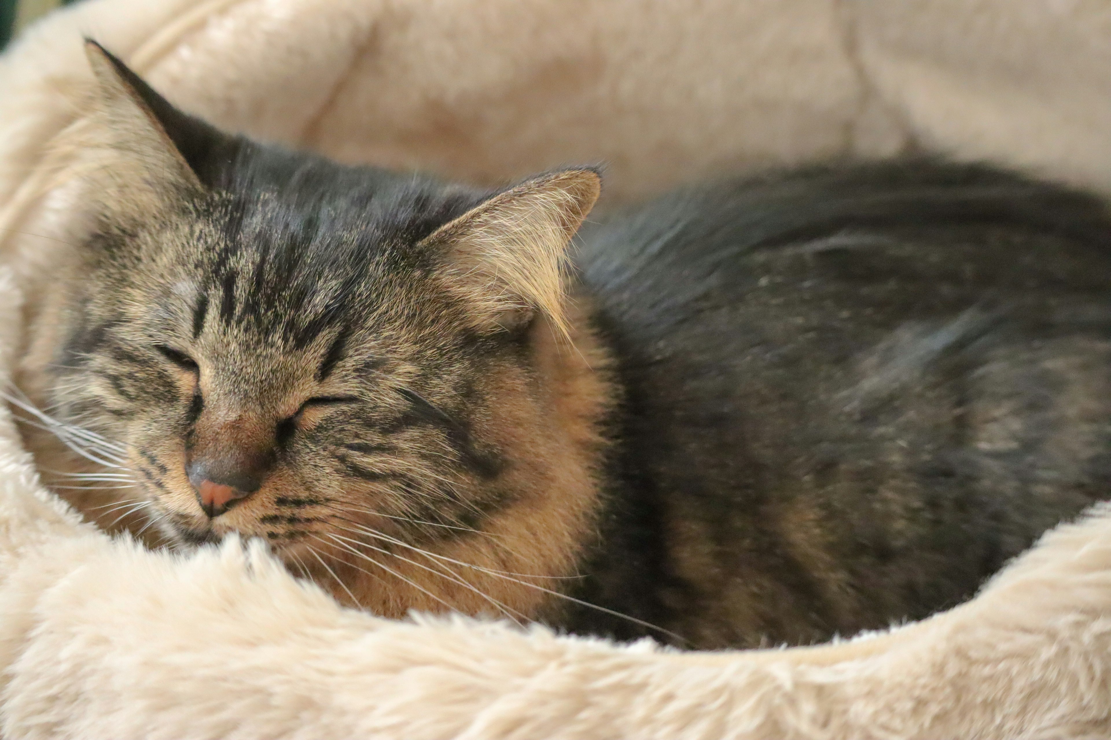 Gatto grigio che dorme in un letto morbido