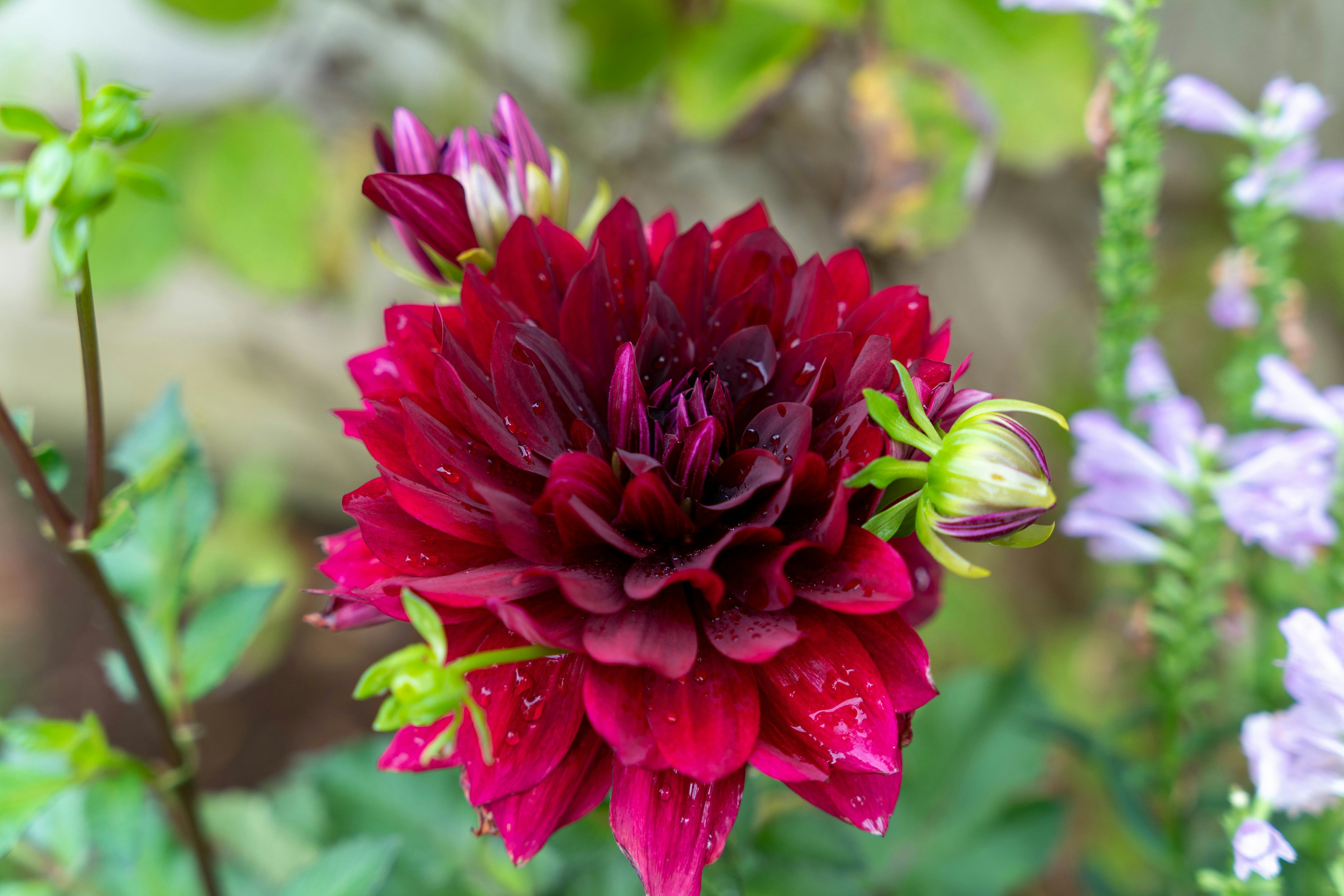 Bunga dahlia burgundy cerah dikelilingi daun hijau