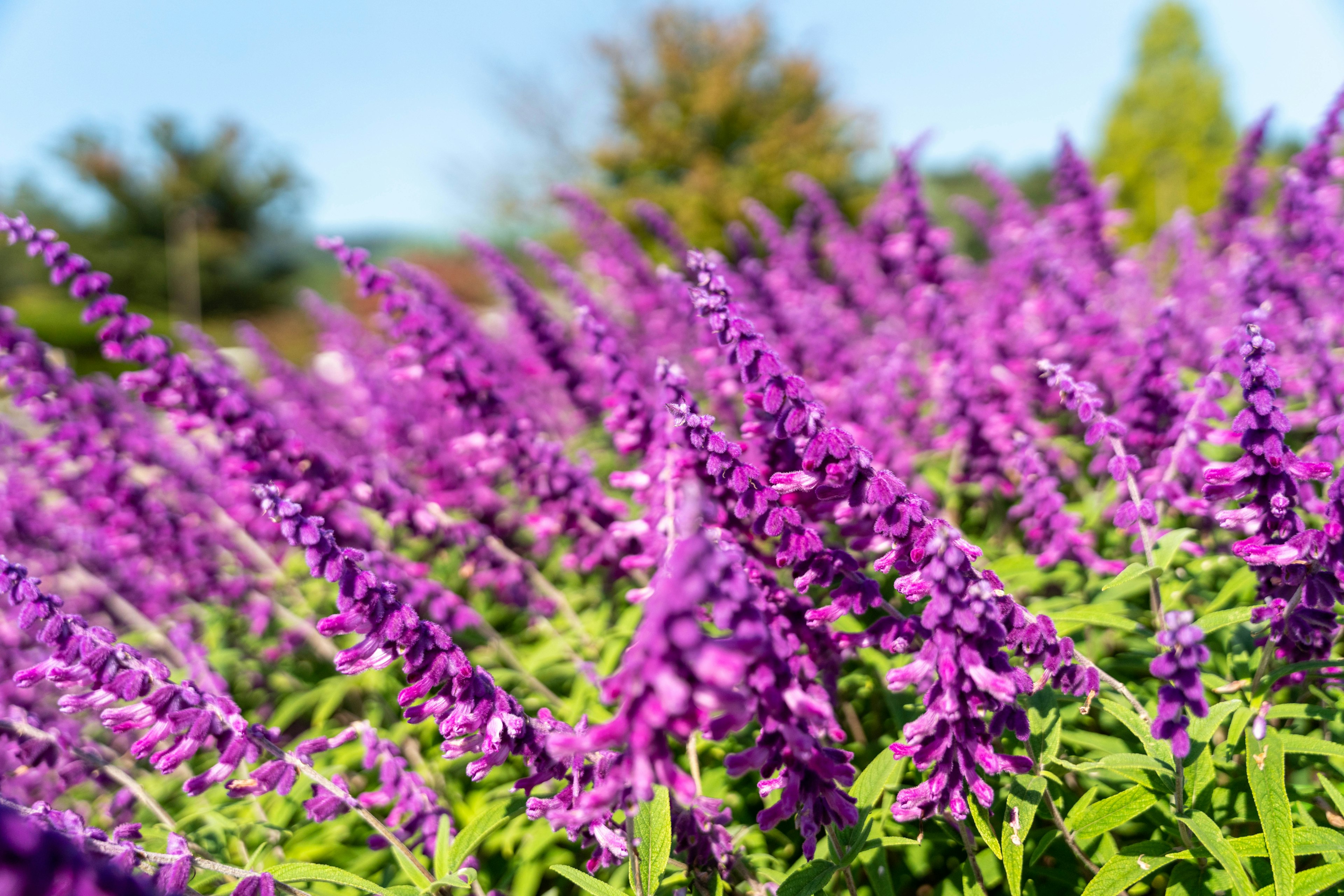 Lebendige lila Blumen in voller Blüte umgeben von grünen Blättern