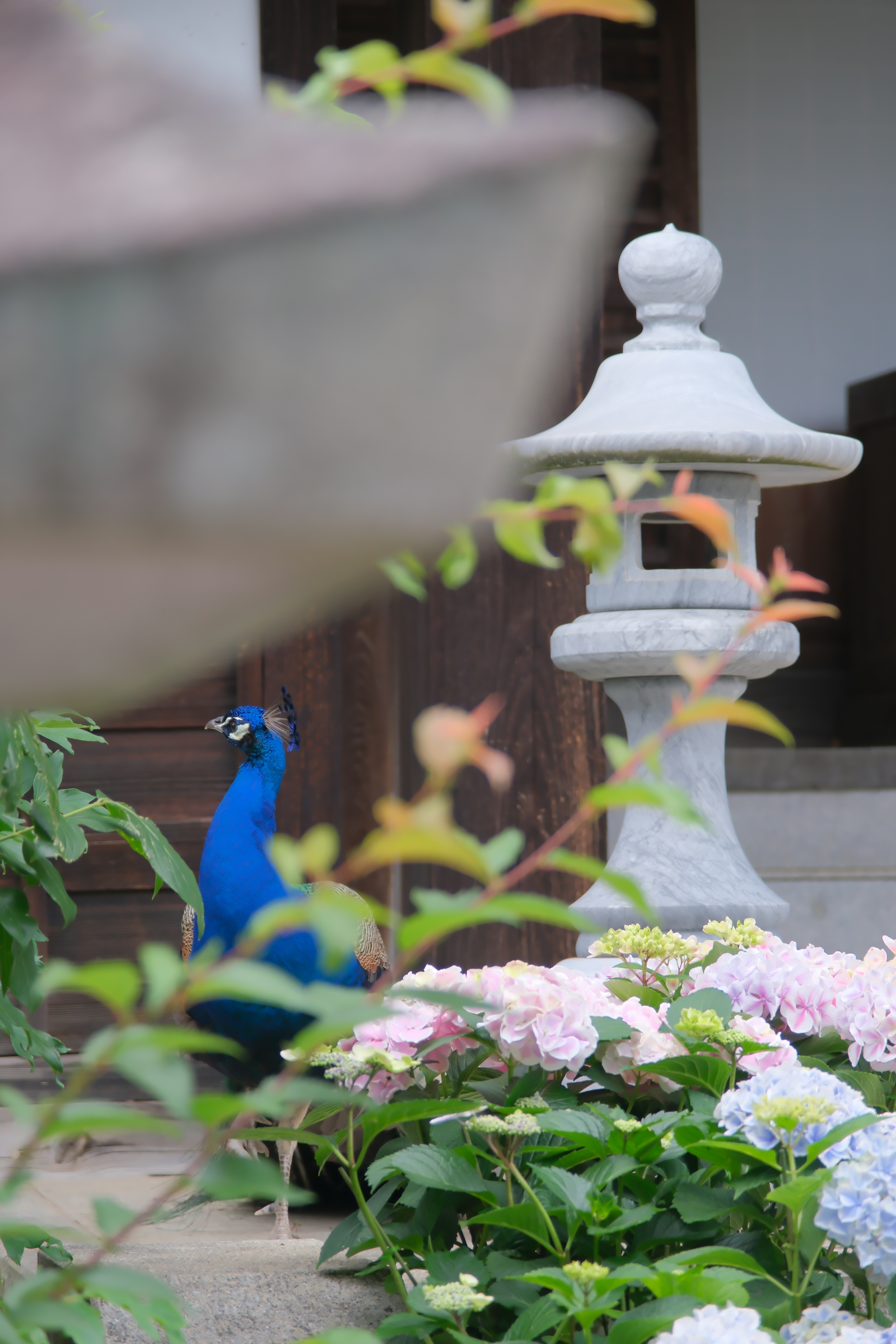 A peacock and a stone lantern in a flower garden