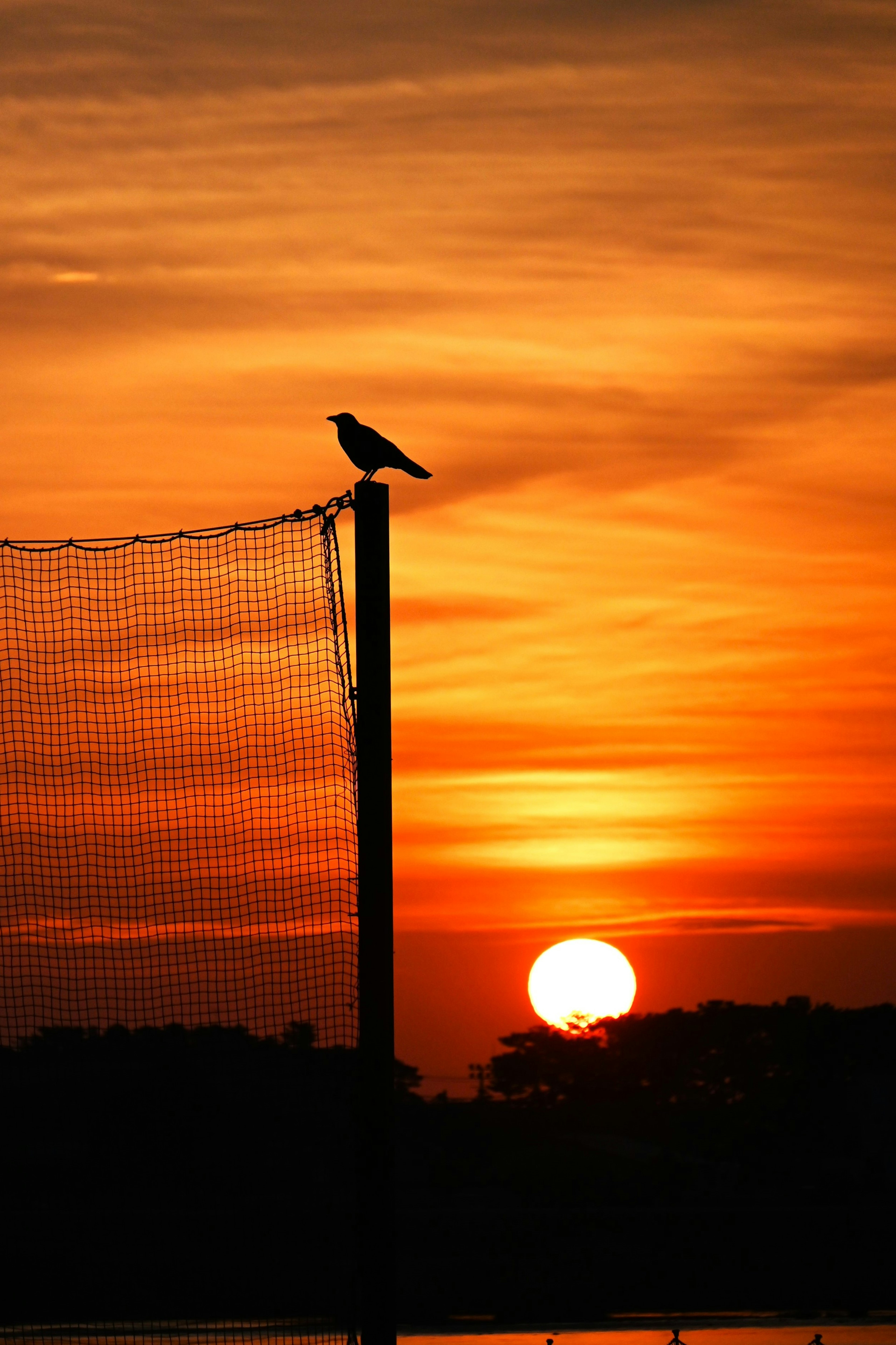 A bird perched on a pole with a sunset in the background