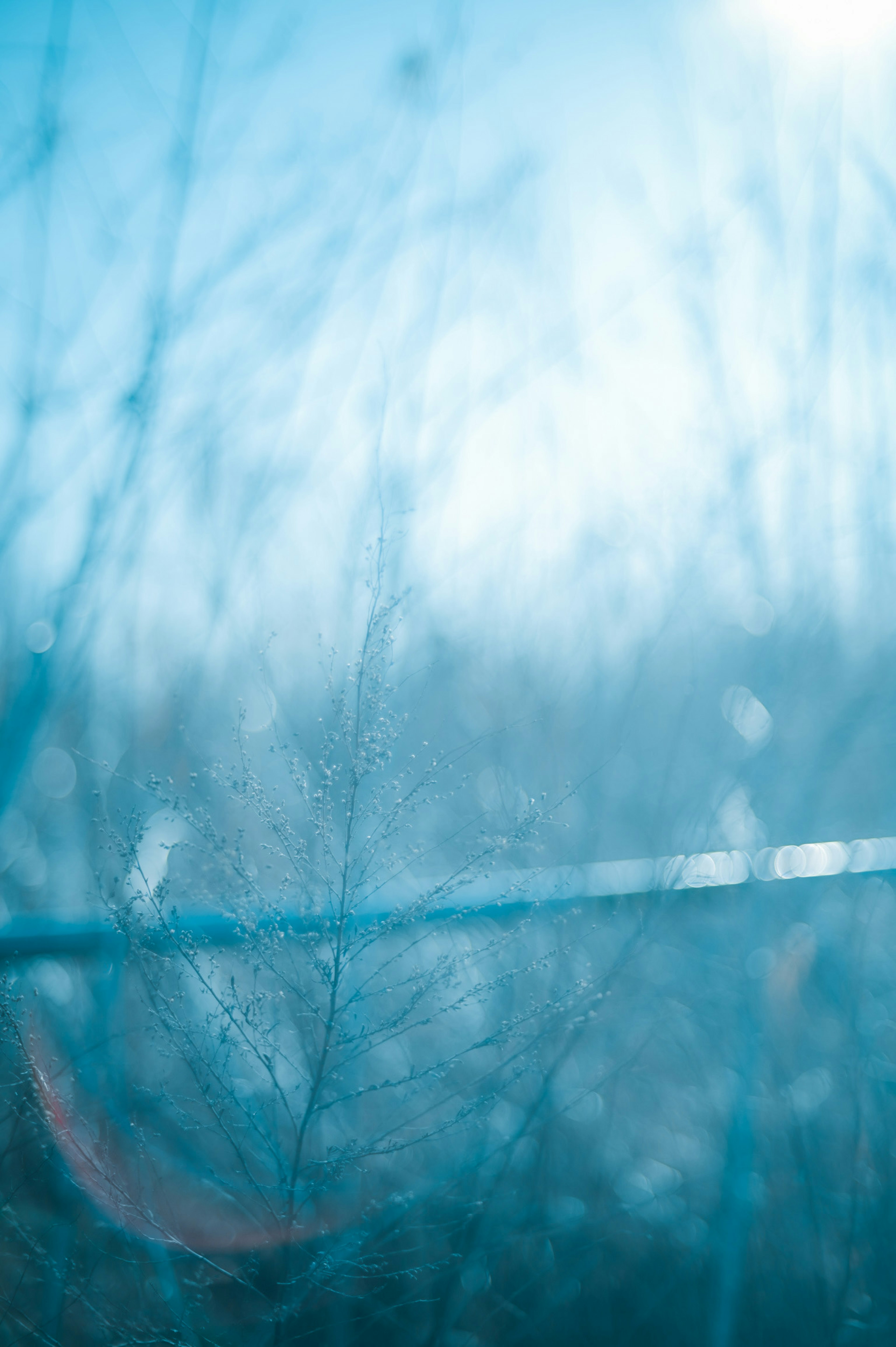 Image abstraite avec des silhouettes de plantes floues sur un fond bleu