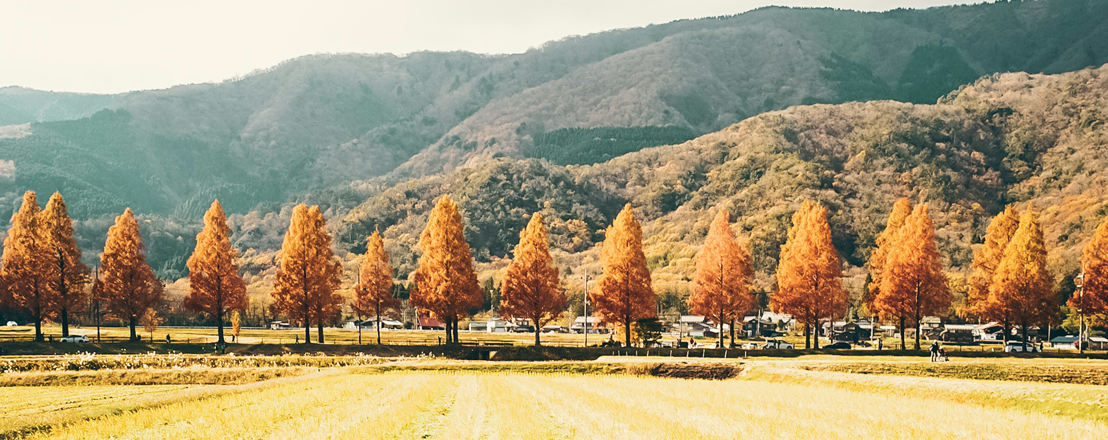 Row of orange autumn trees with mountains in the background