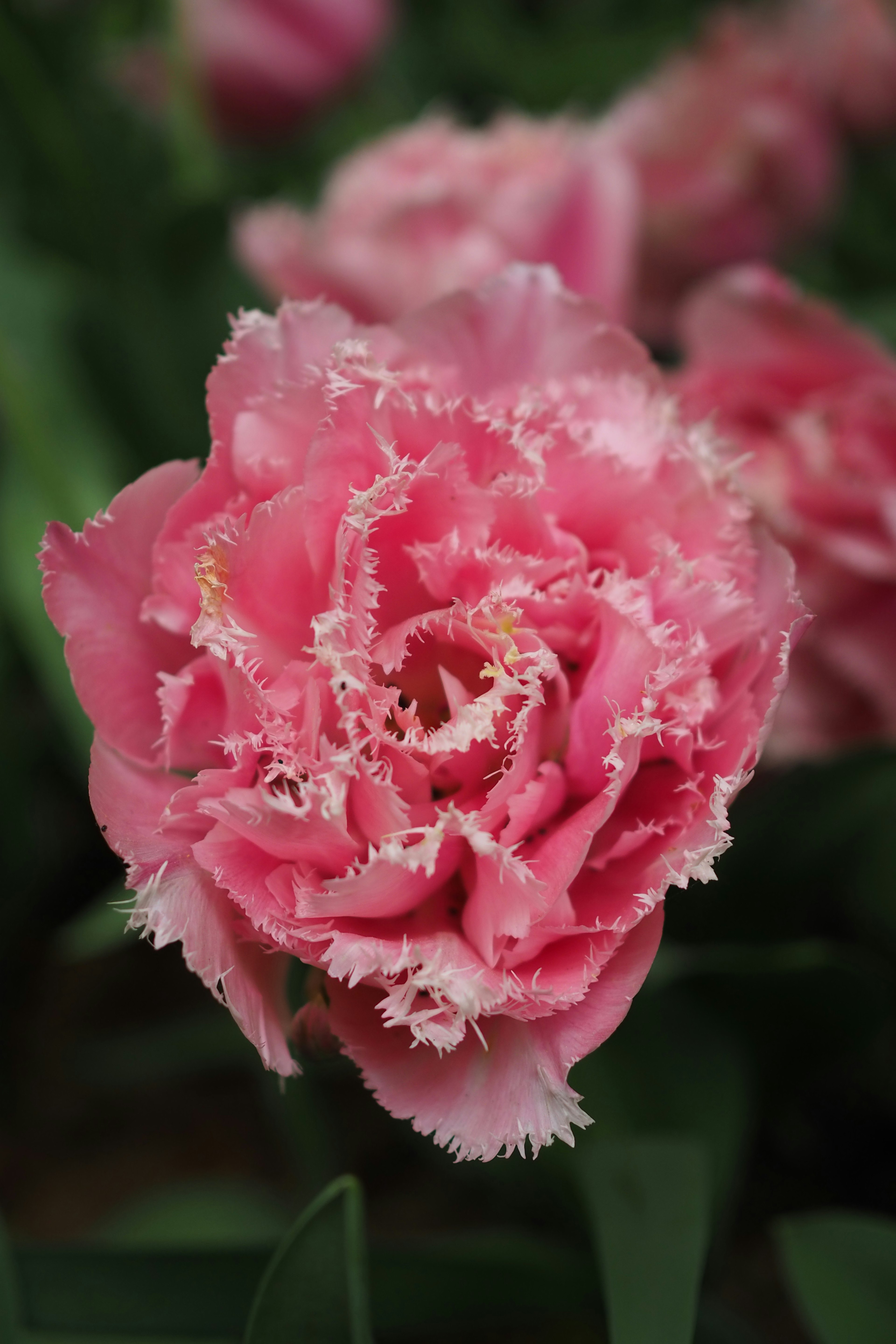 Vibrant pink tulip in full bloom