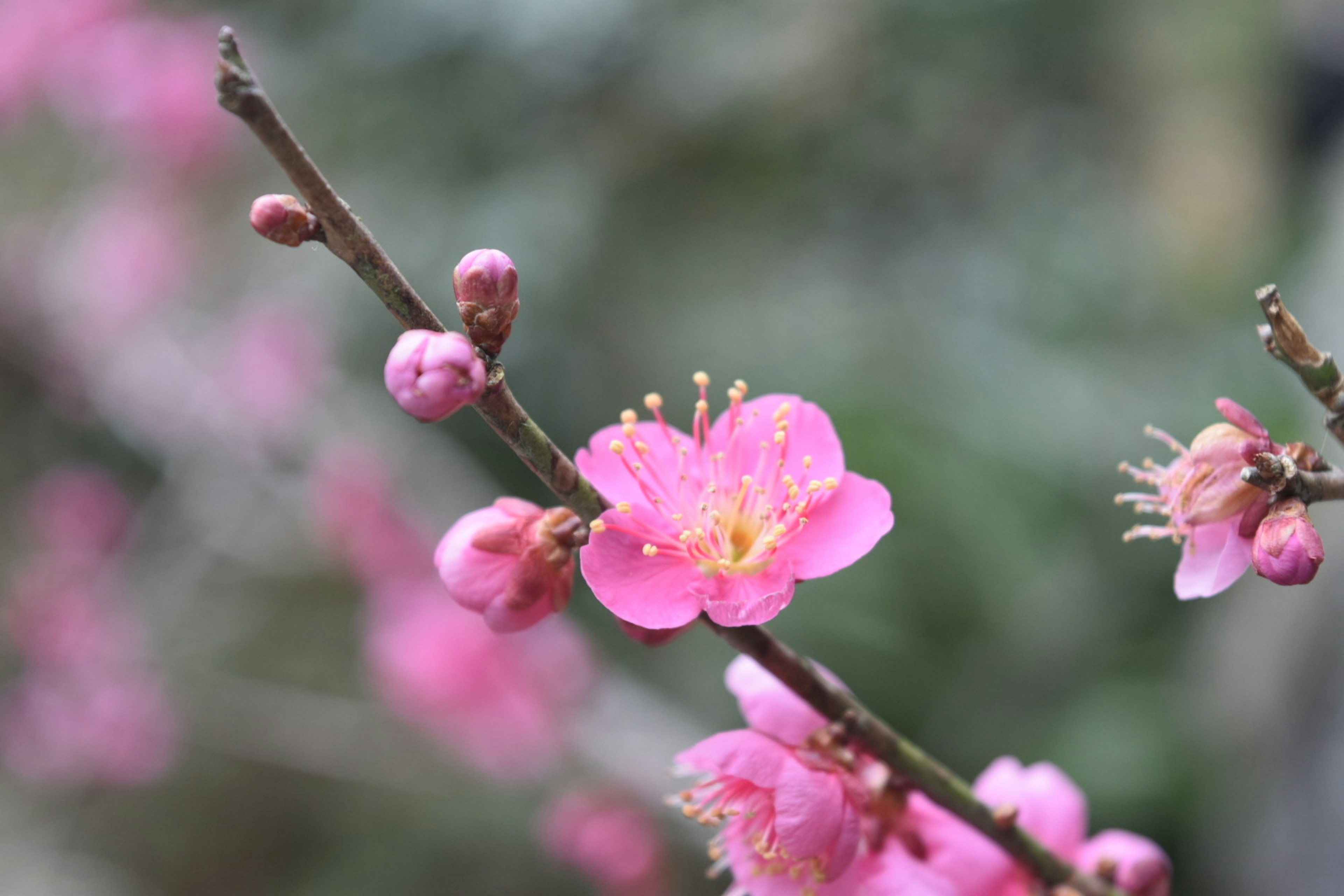 ピンクの花が咲いている枝のクローズアップ