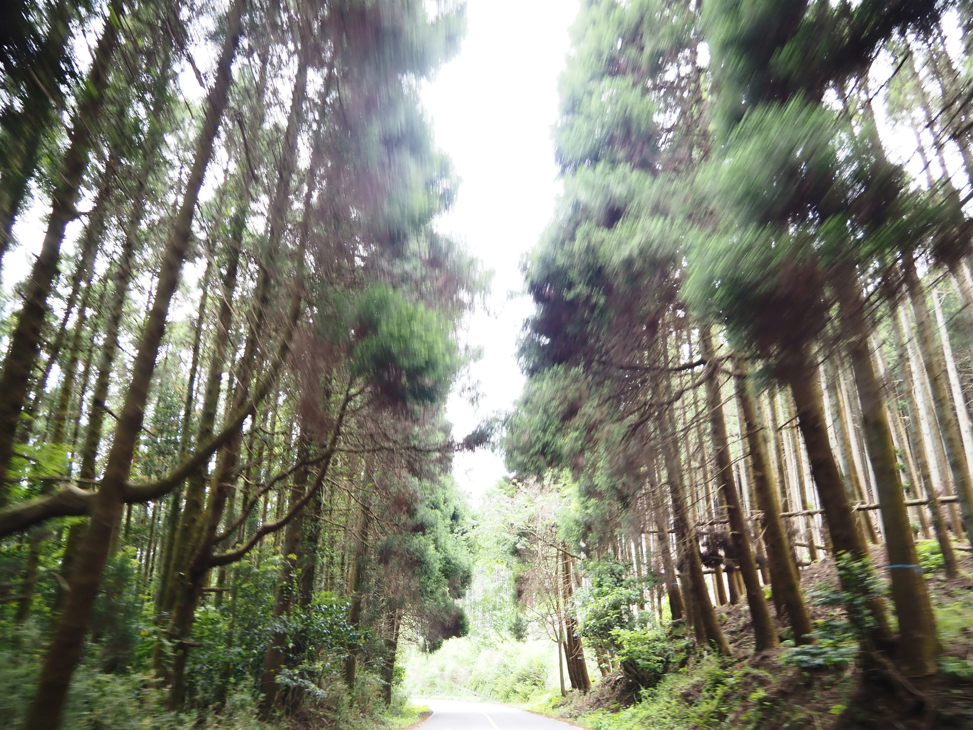 A view of a path through a lush green forest