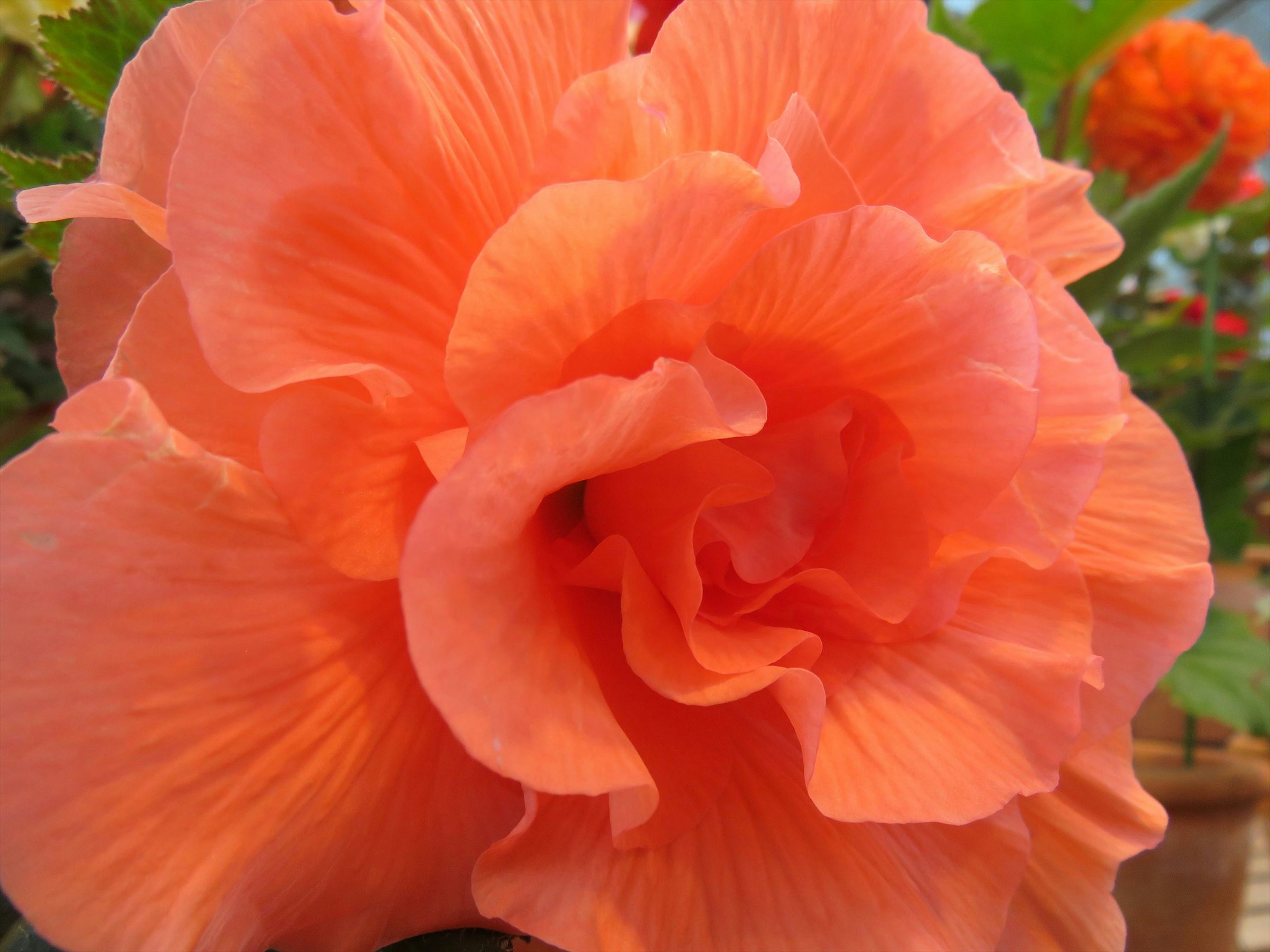 Nahaufnahme einer lebhaften orangefarbenen Hibiskusblüte mit geschichteten Blütenblättern