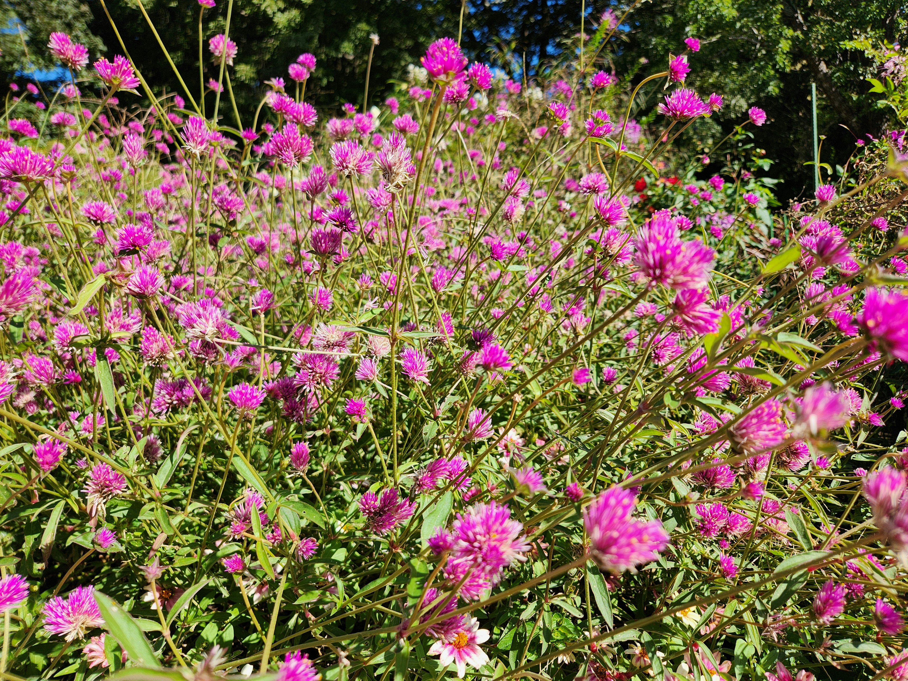 Fiori rosa vivaci che fioriscono in un folto gruppo