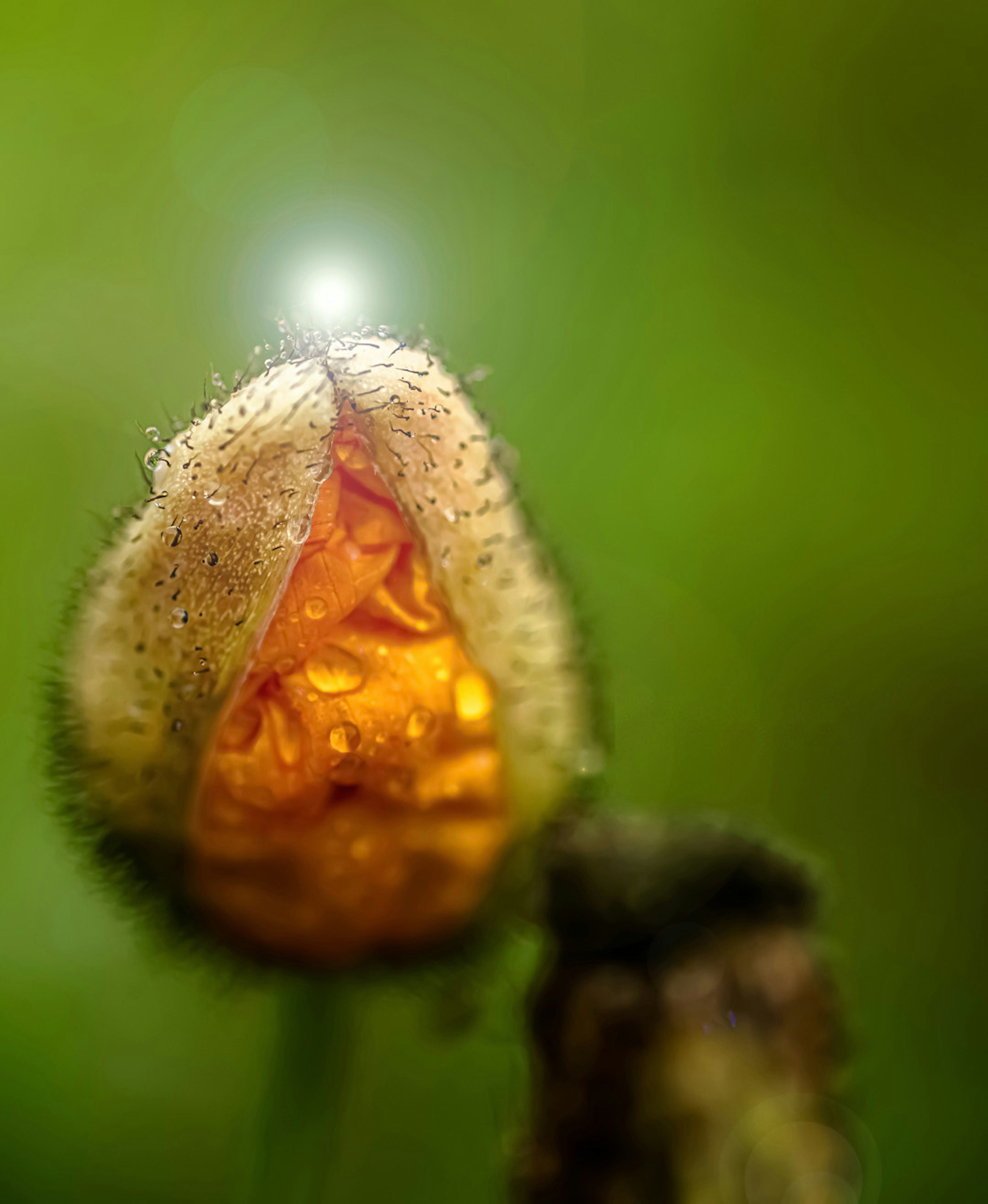 鮮やかな黄色の花びらを持つつぼみのクローズアップ背景はぼかし