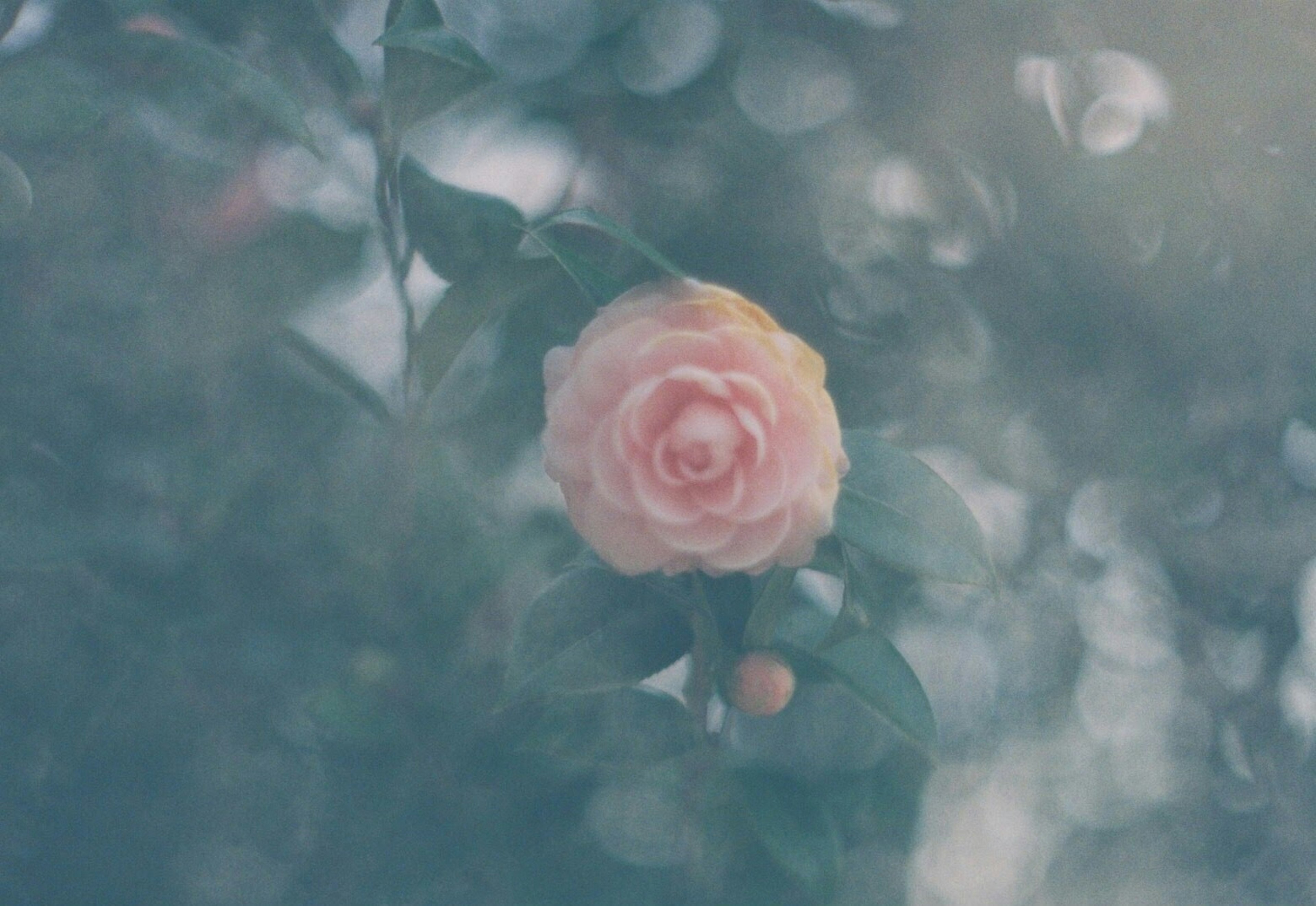 A beautiful image of a soft pink rose emerging against a blue background