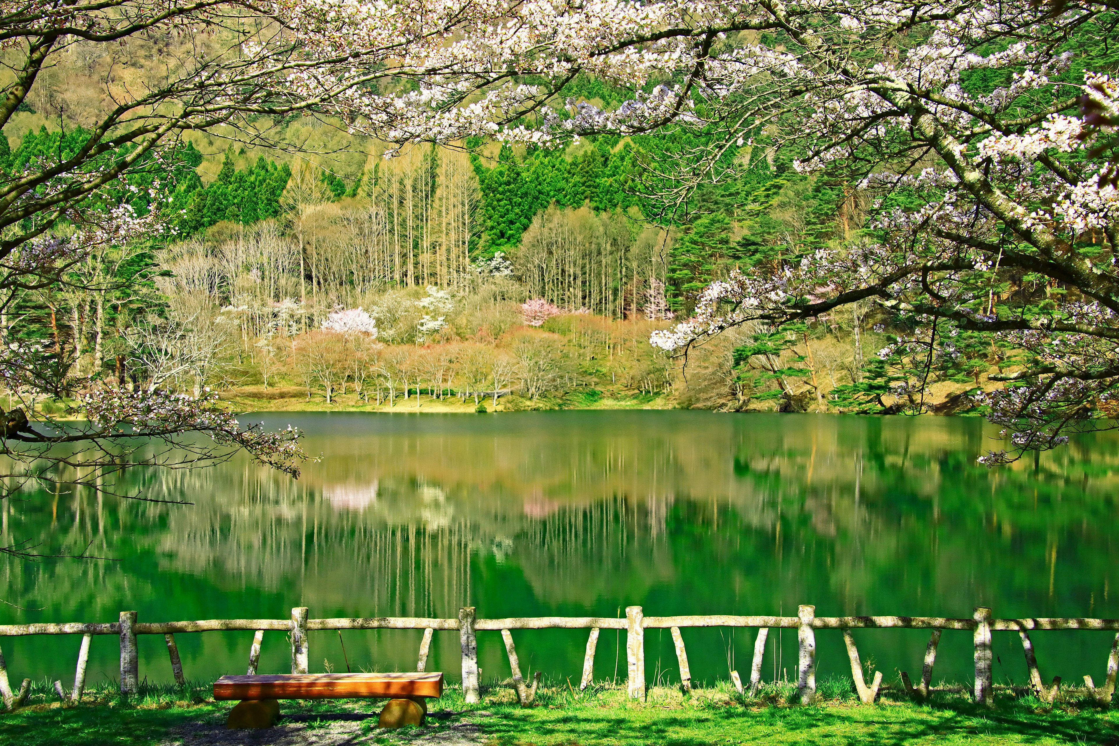 Vista escénica de cerezos en flor que rodean un lago tranquilo