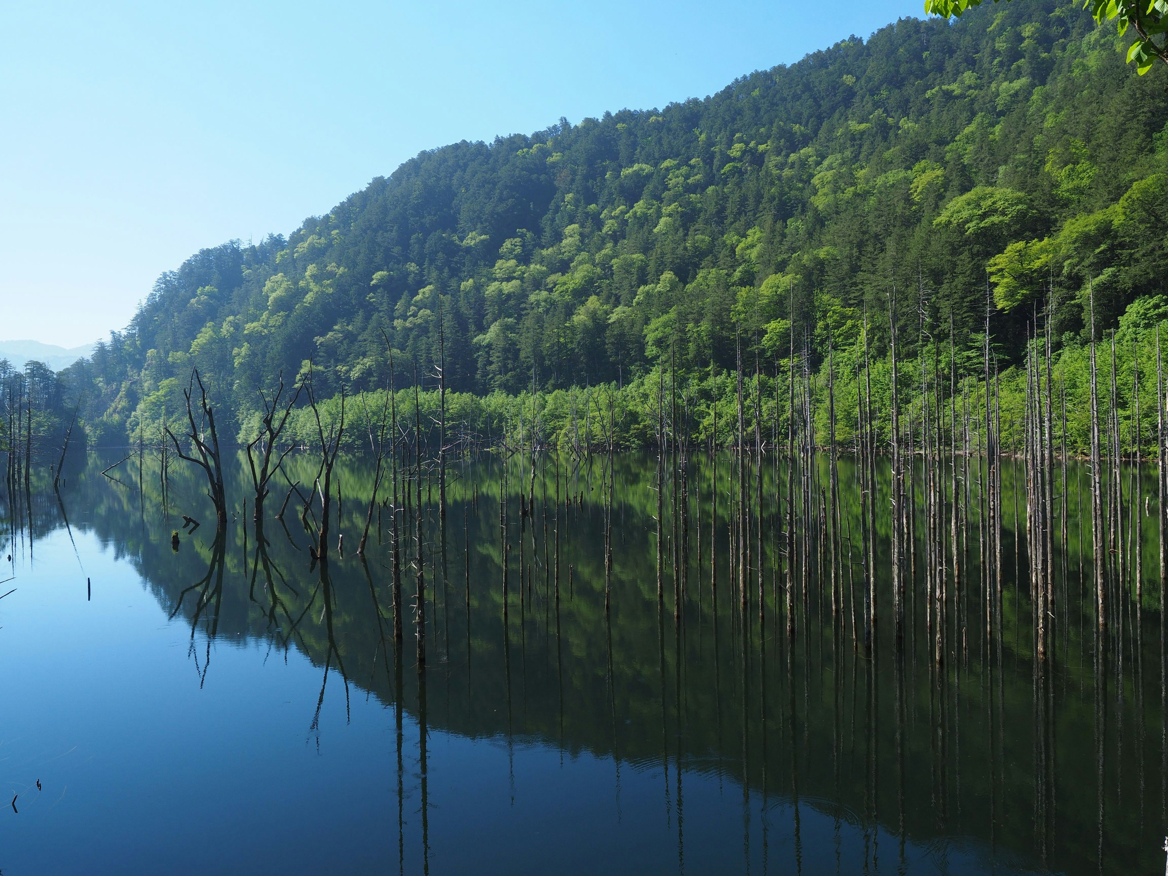 Scenic view of green mountains reflected in calm water with dead trees