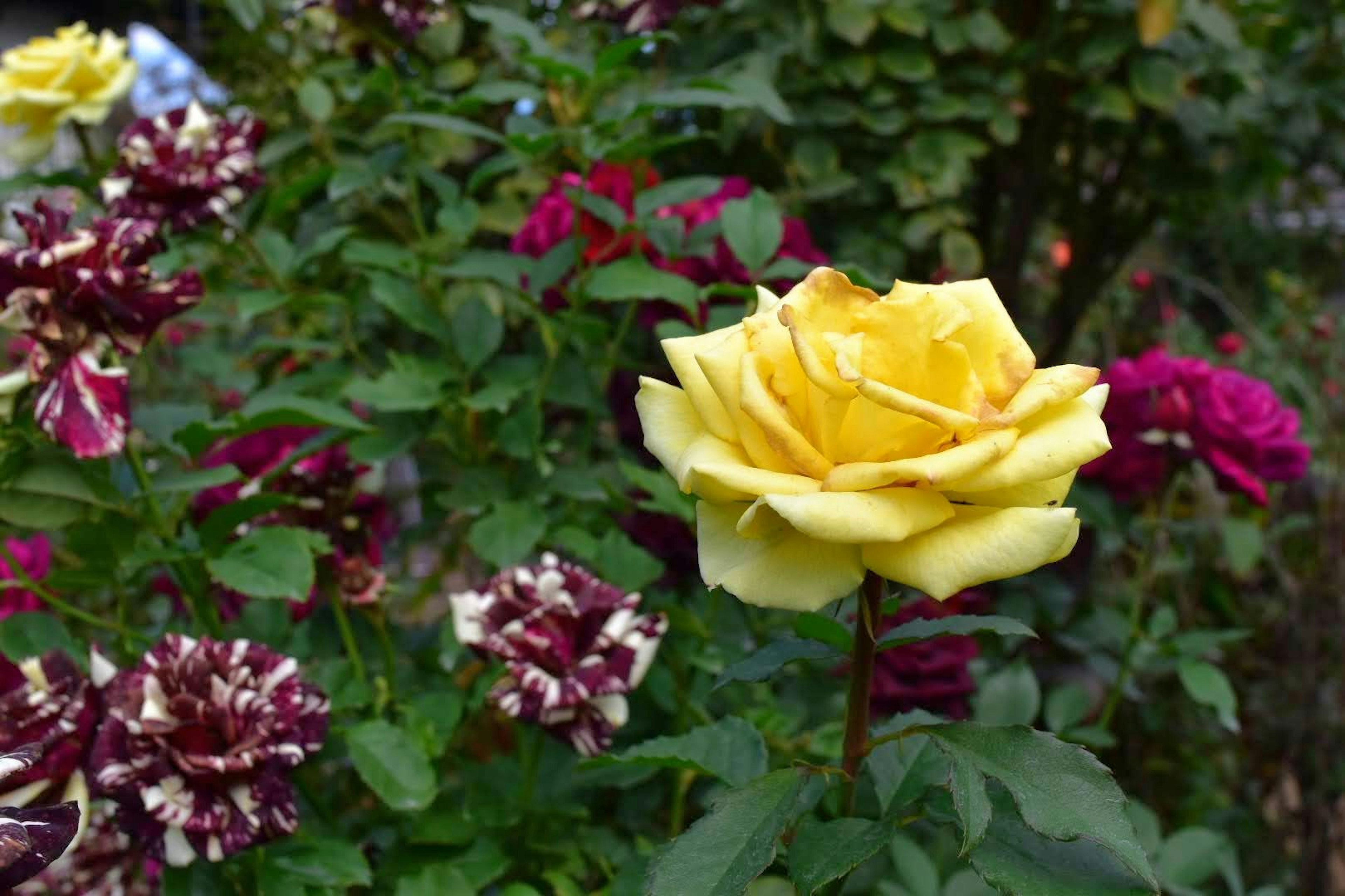 美しい黄色のバラと赤紫色の花が咲いている庭の風景