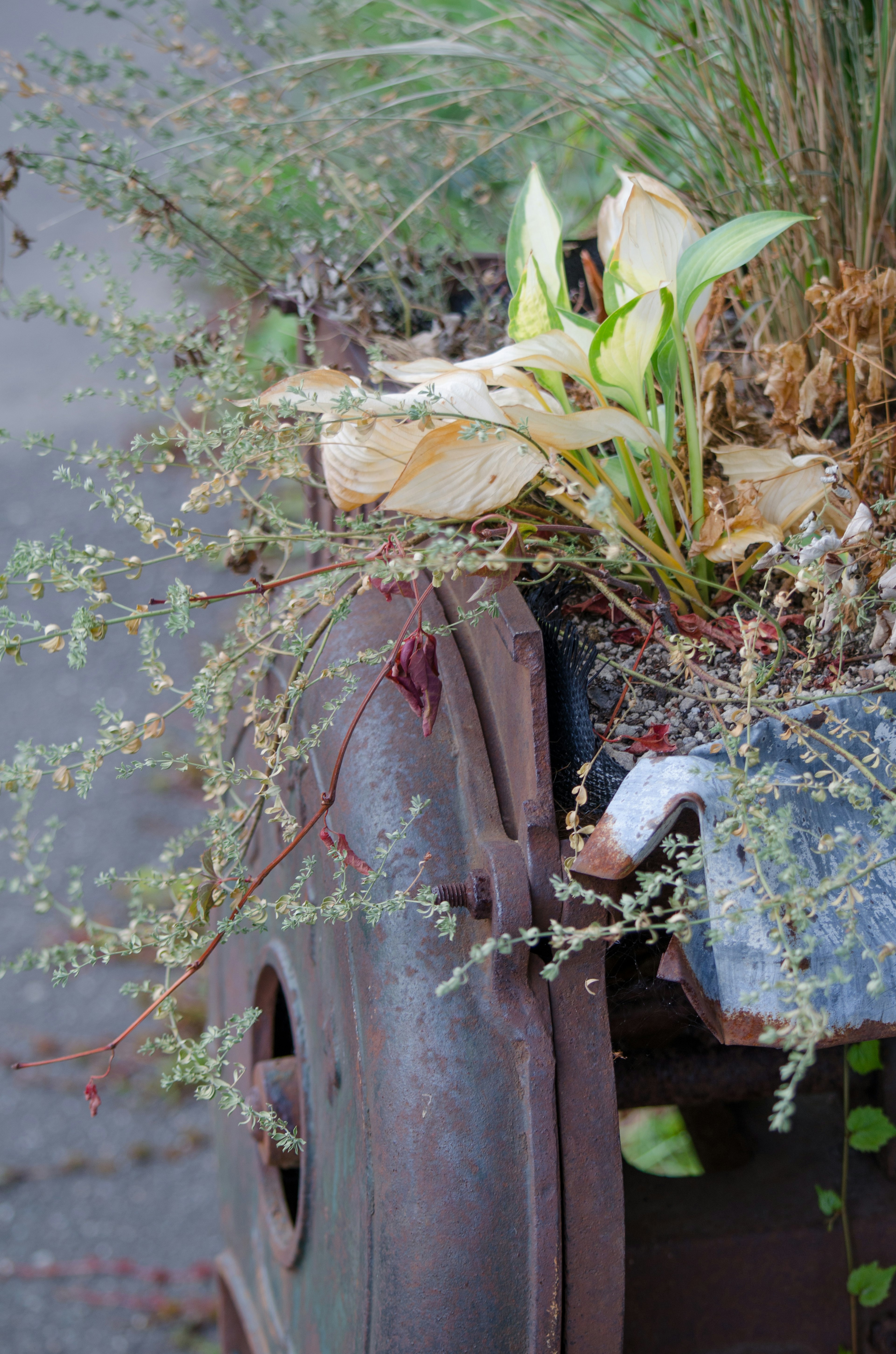 Plants and flowers growing on a rusty wheel