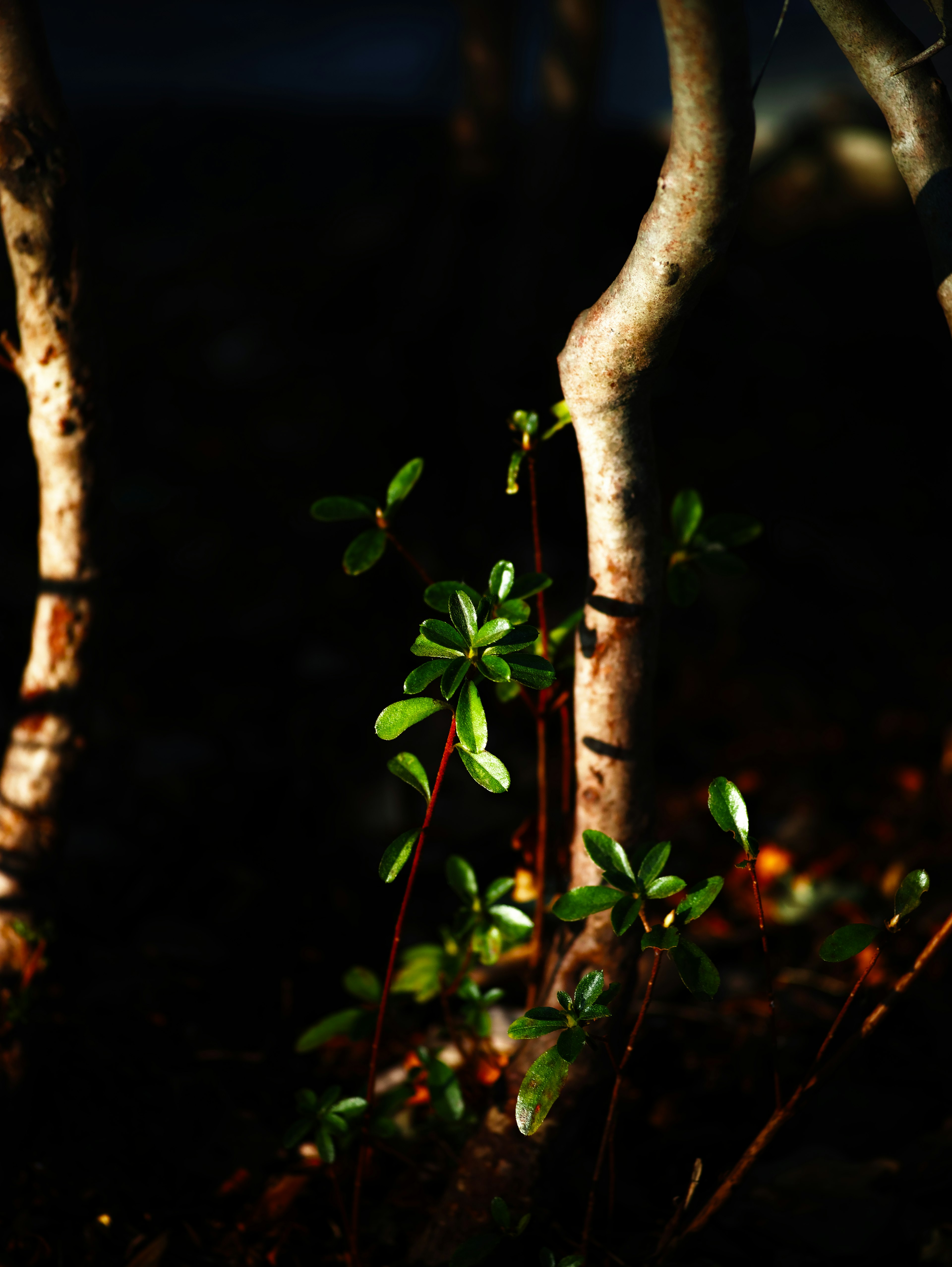 Petite plante verte avec des feuilles à côté de troncs d'arbres dans un fond sombre