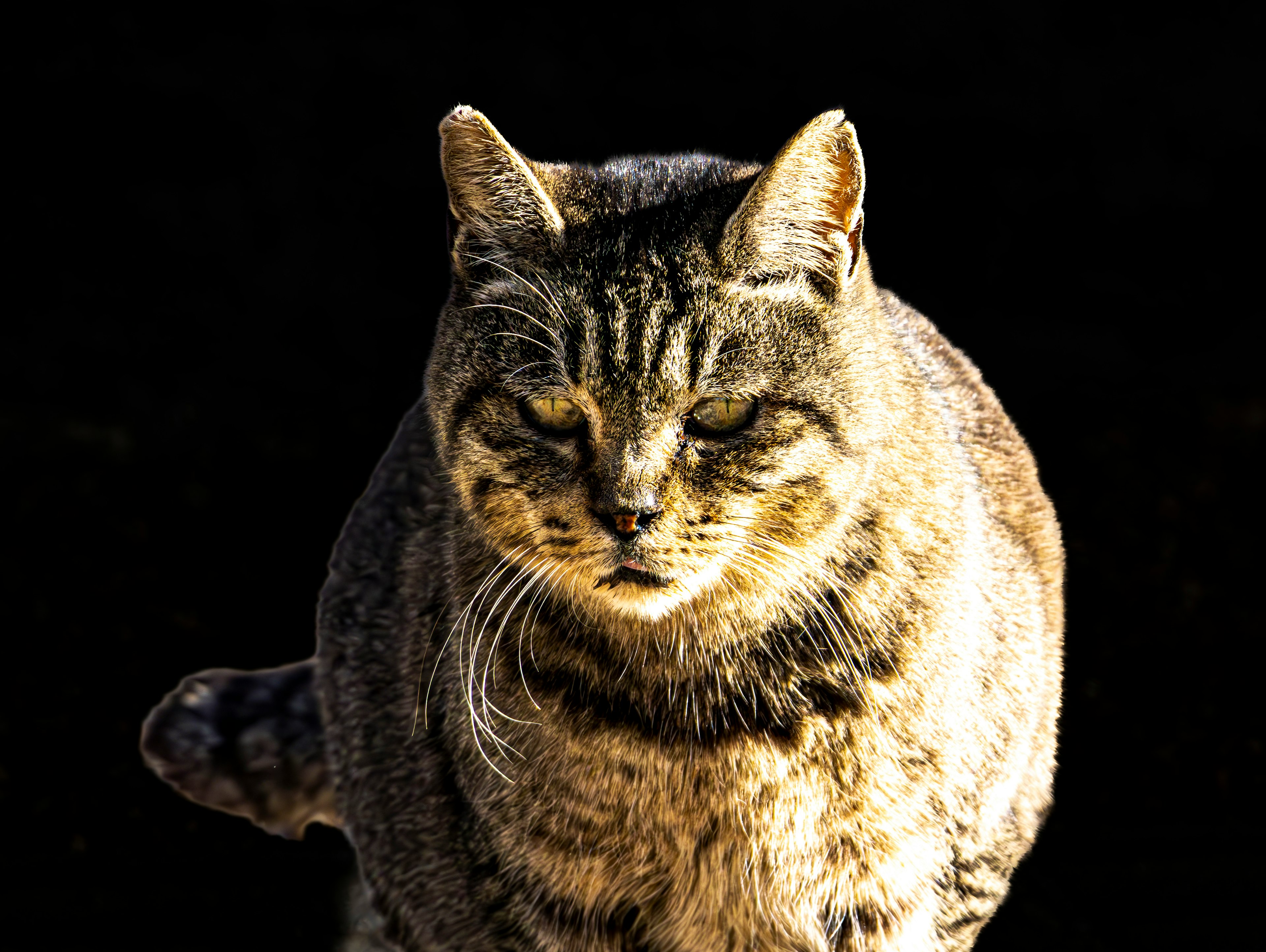 Primo piano di un gatto con pelo che riflette la luce su uno sfondo scuro