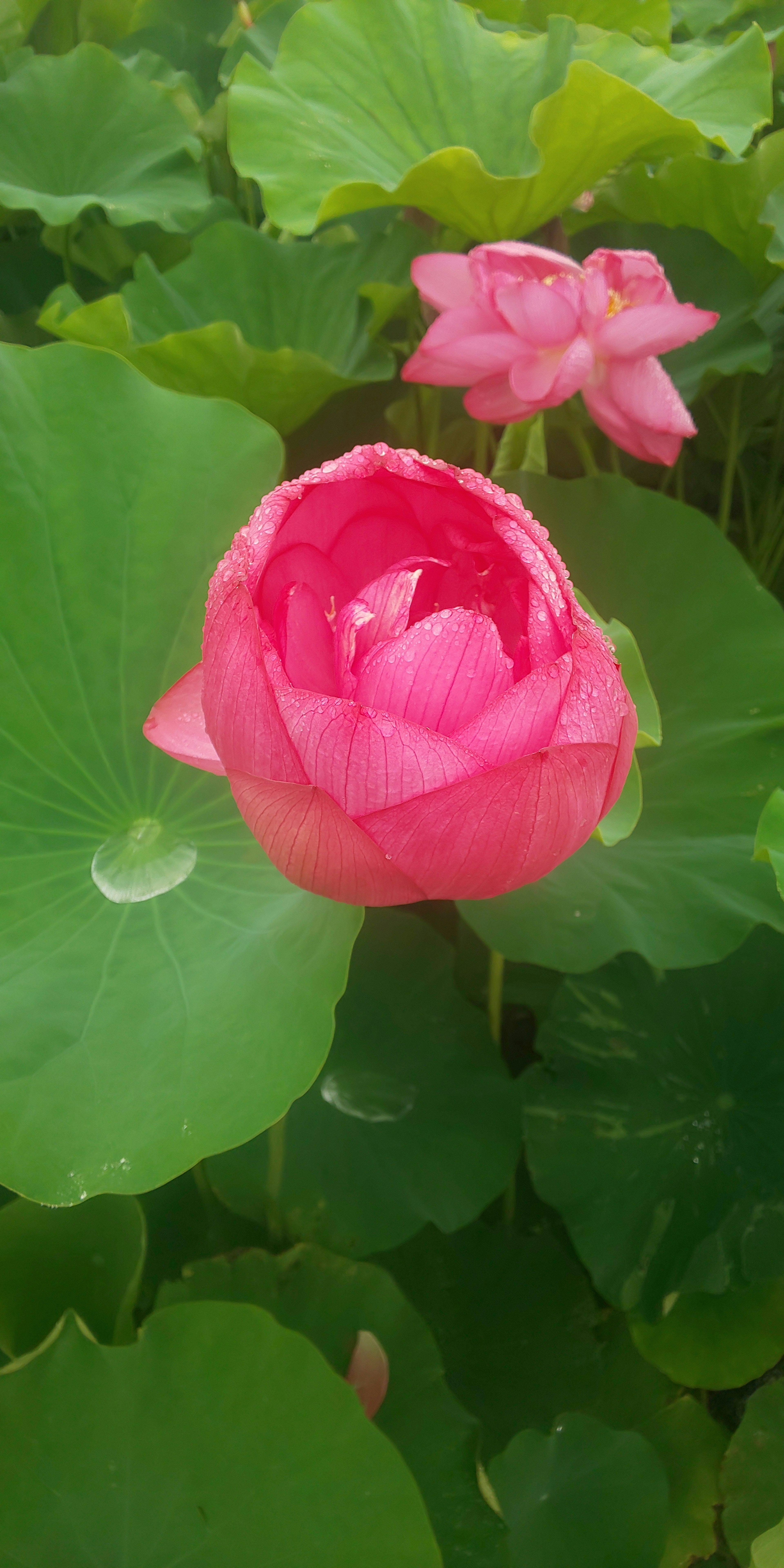 Eine schöne Szene mit einer pinken Lotusblume und grünen Blättern