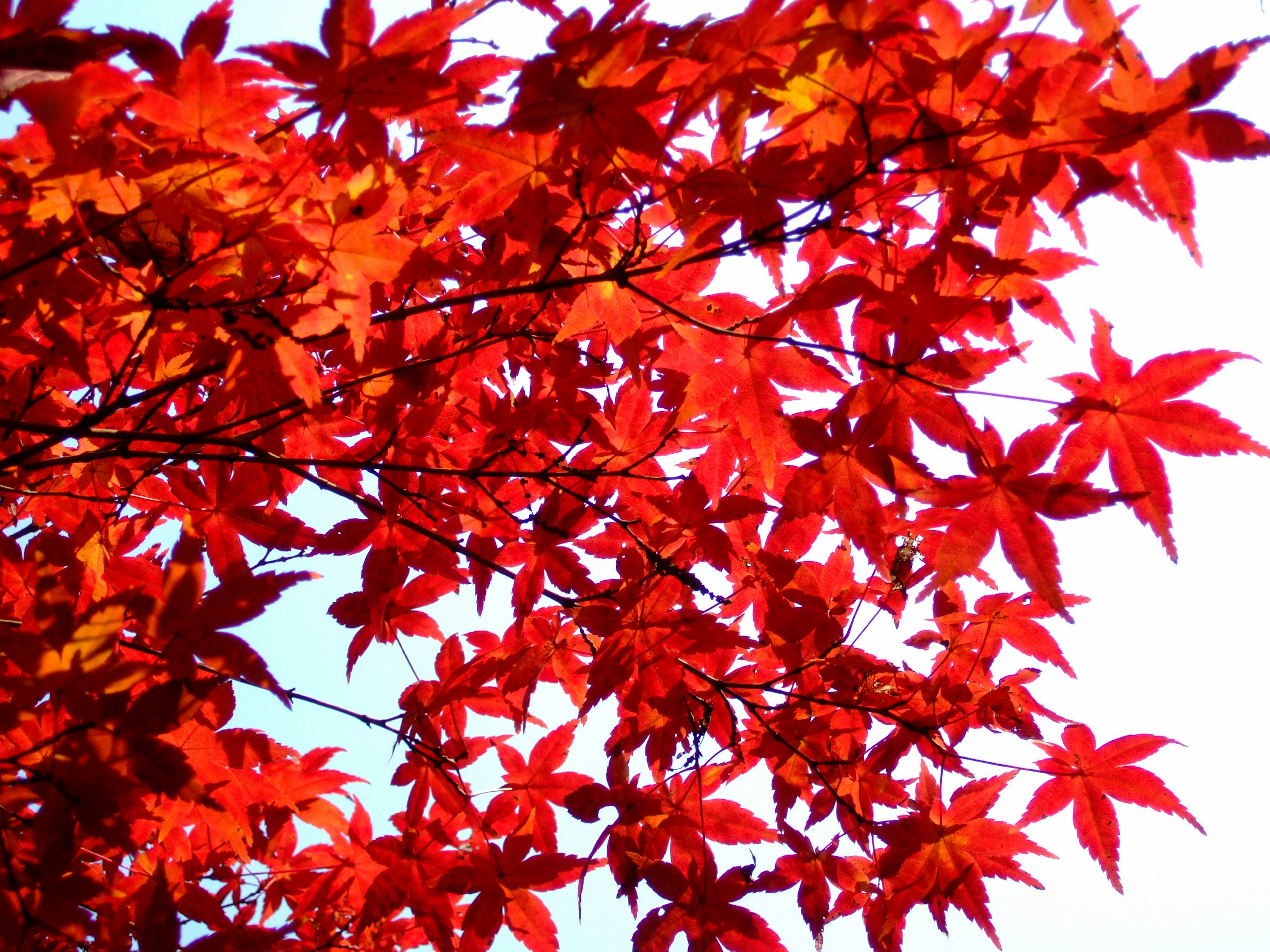 Branch of vibrant red maple leaves