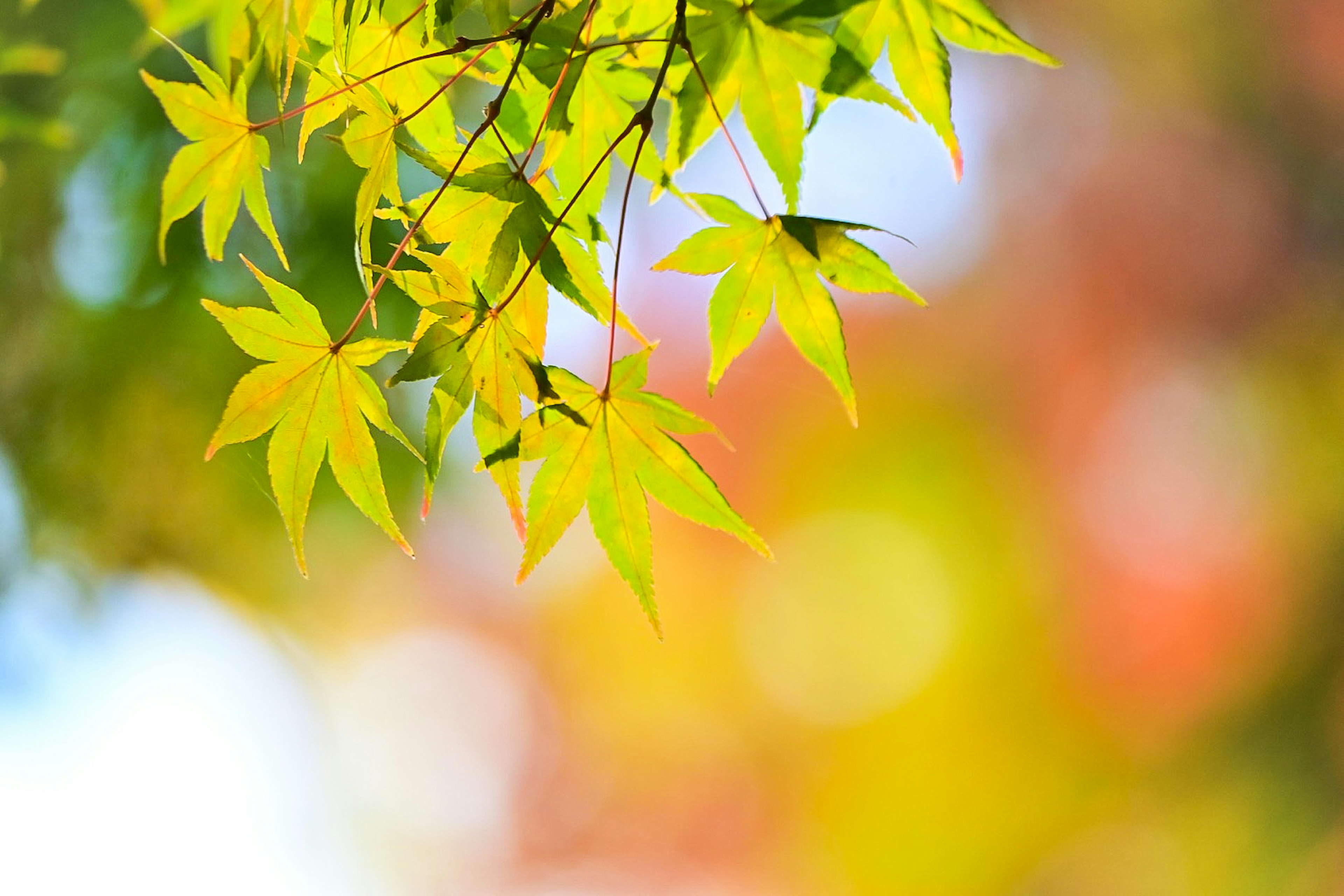 Feuilles vertes vibrantes avec un arrière-plan automnal coloré flou