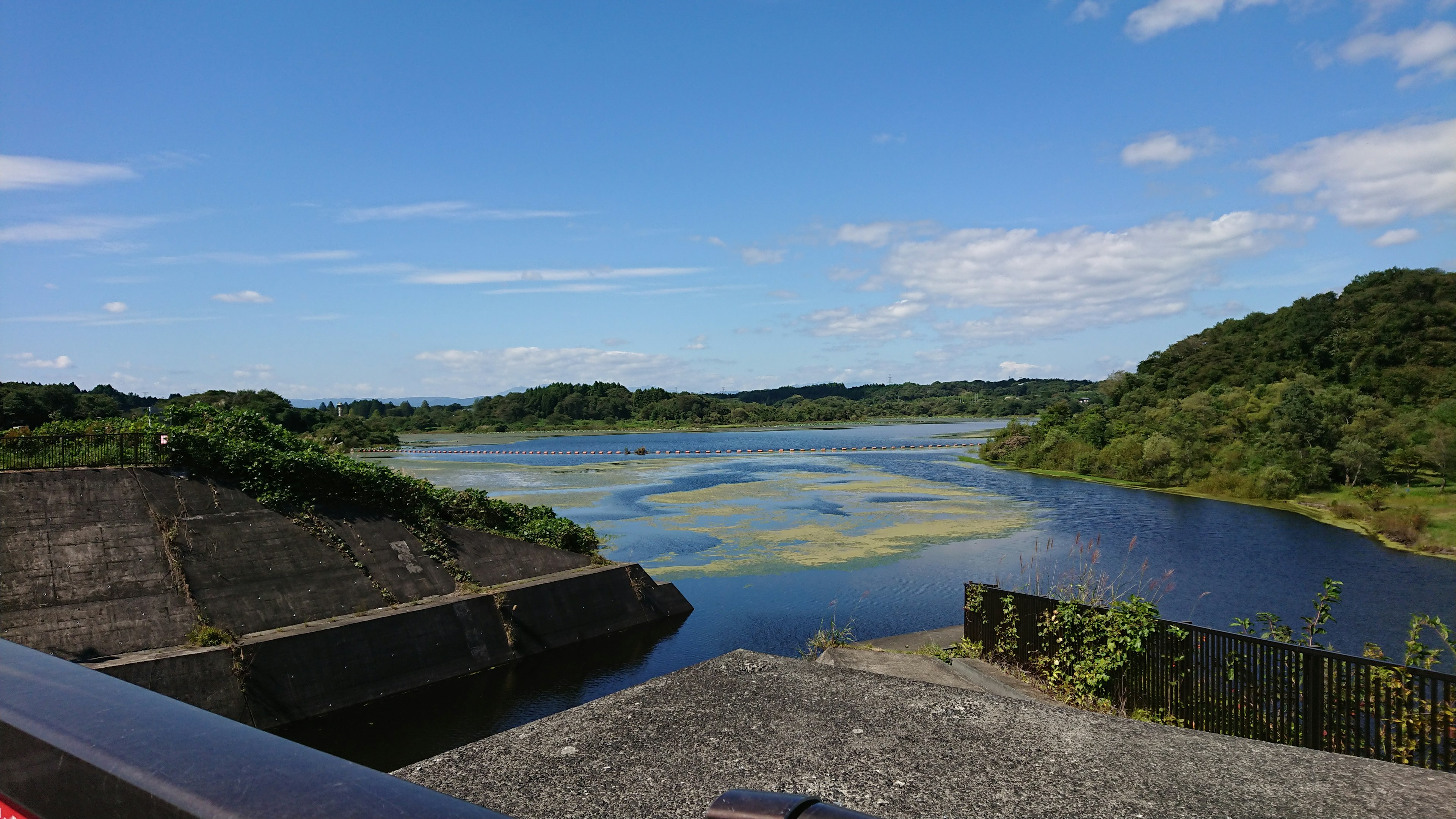 Vue pittoresque d'un étang avec des algues flottantes sous un ciel bleu et de la verdure