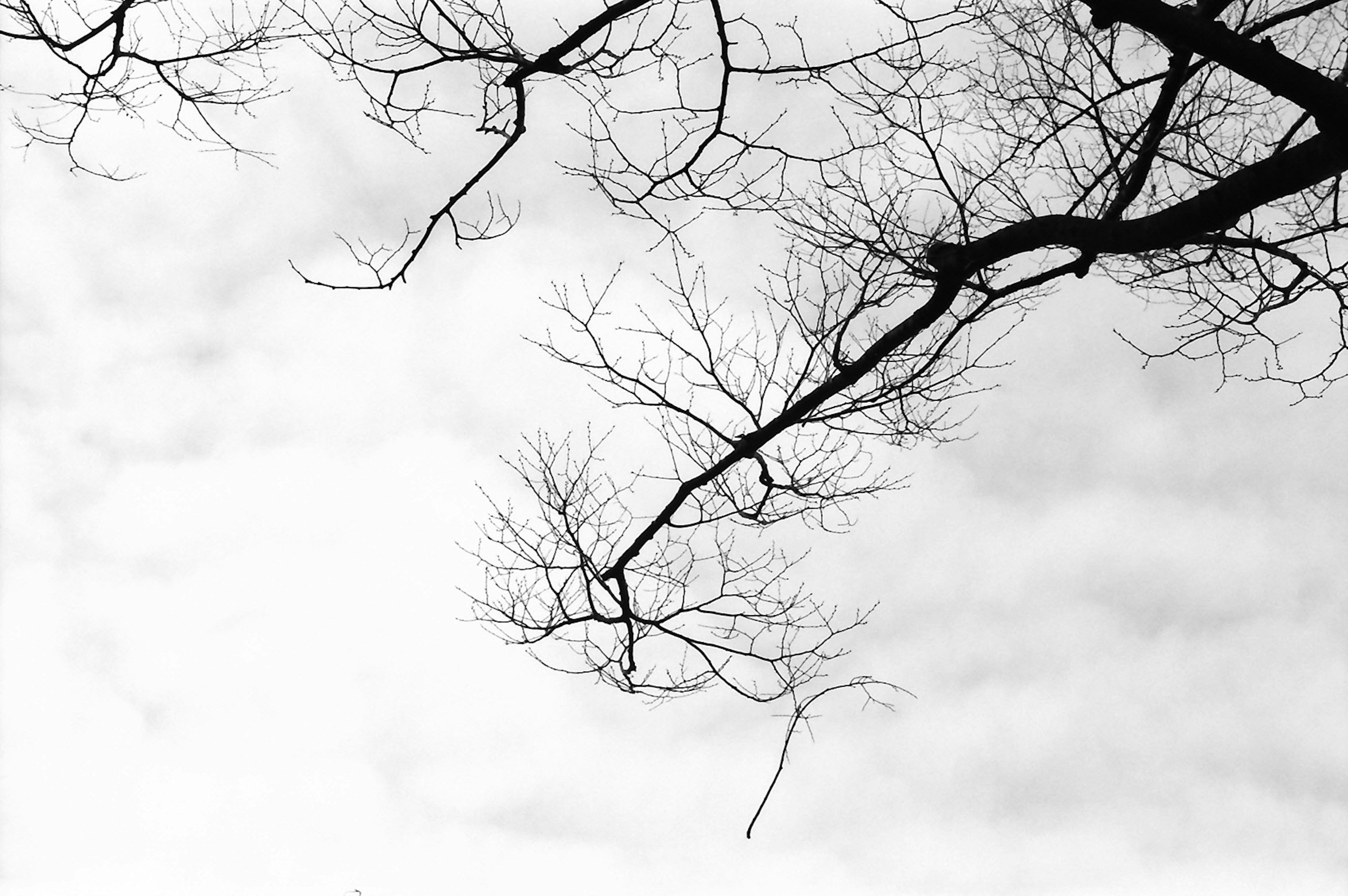 Thin tree branches silhouetted against a cloudy sky in black and white