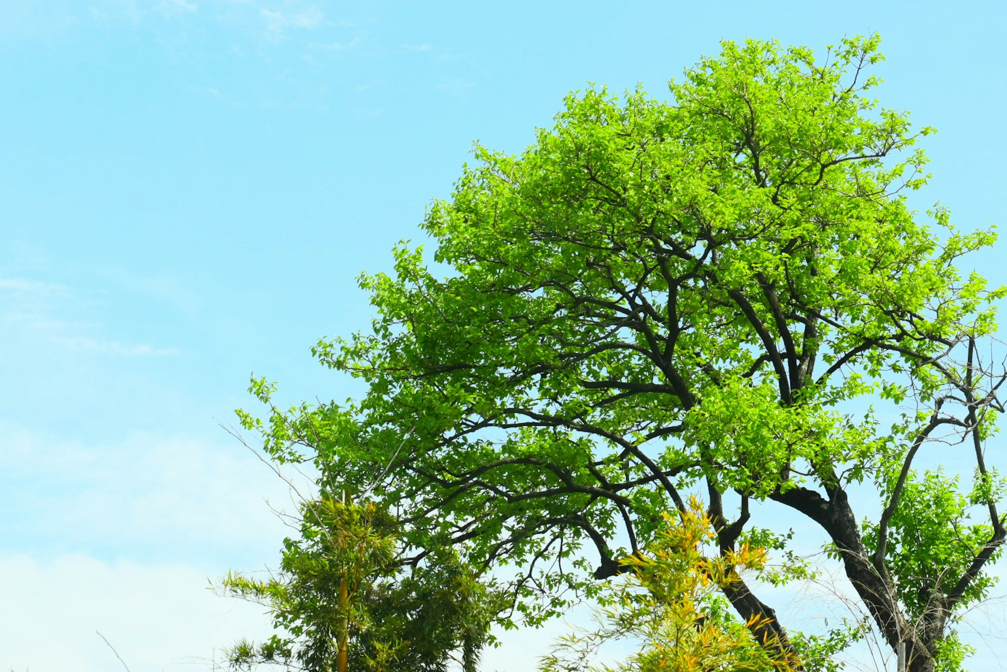 Large green tree under a blue sky