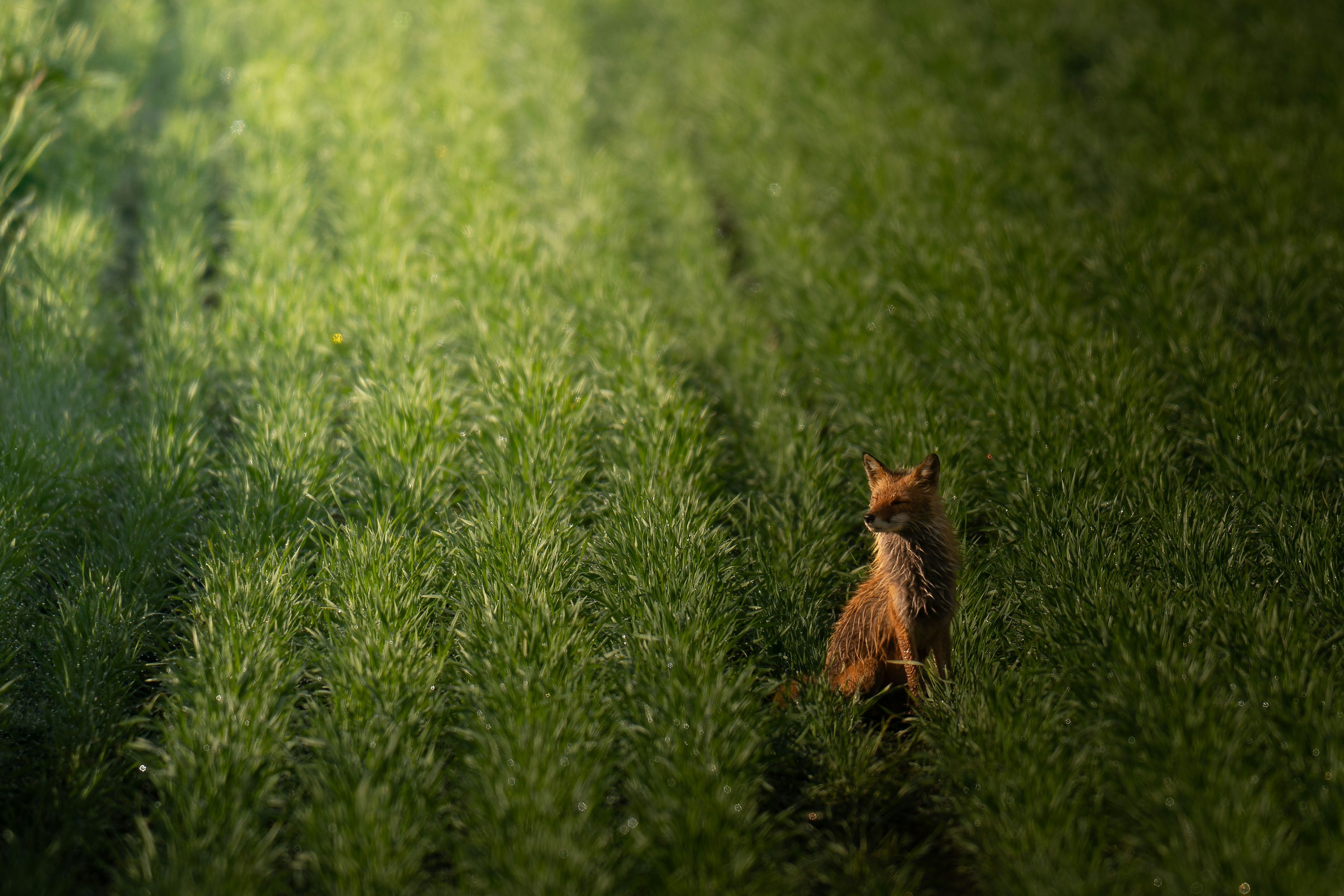 A small brown dog walking through a green field