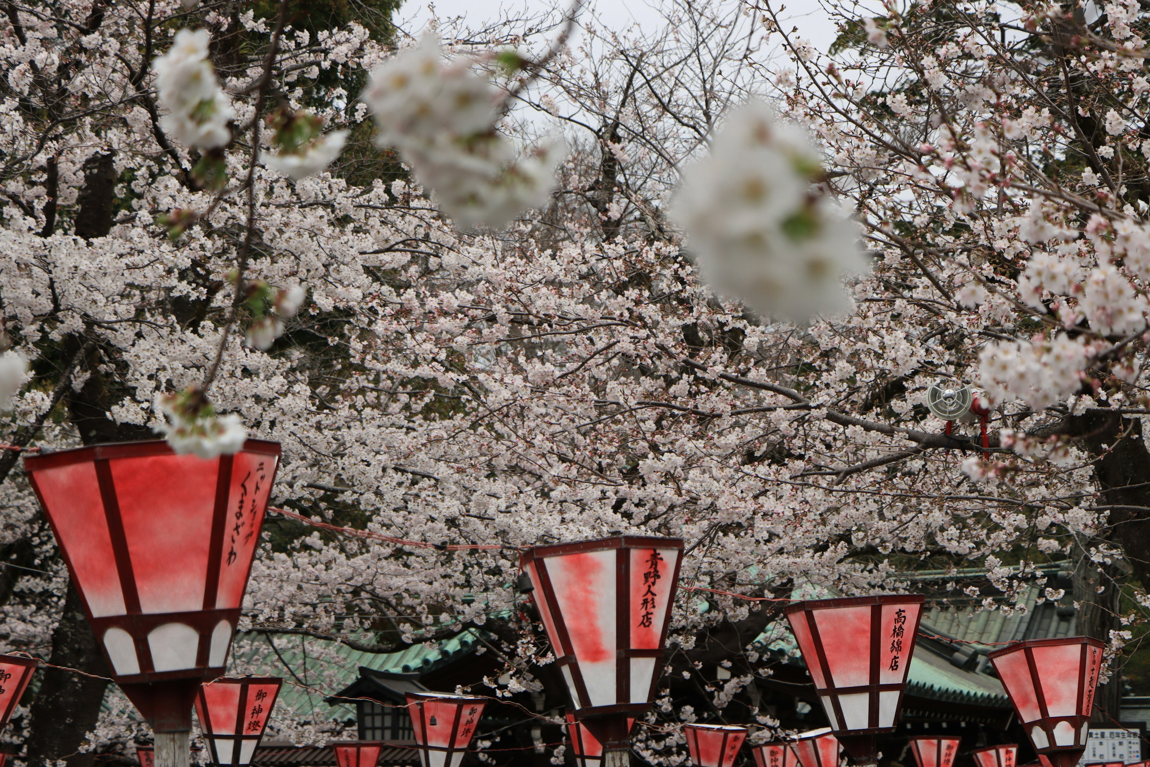 Kirschblüten mit roten Laternen in einer ruhigen Umgebung