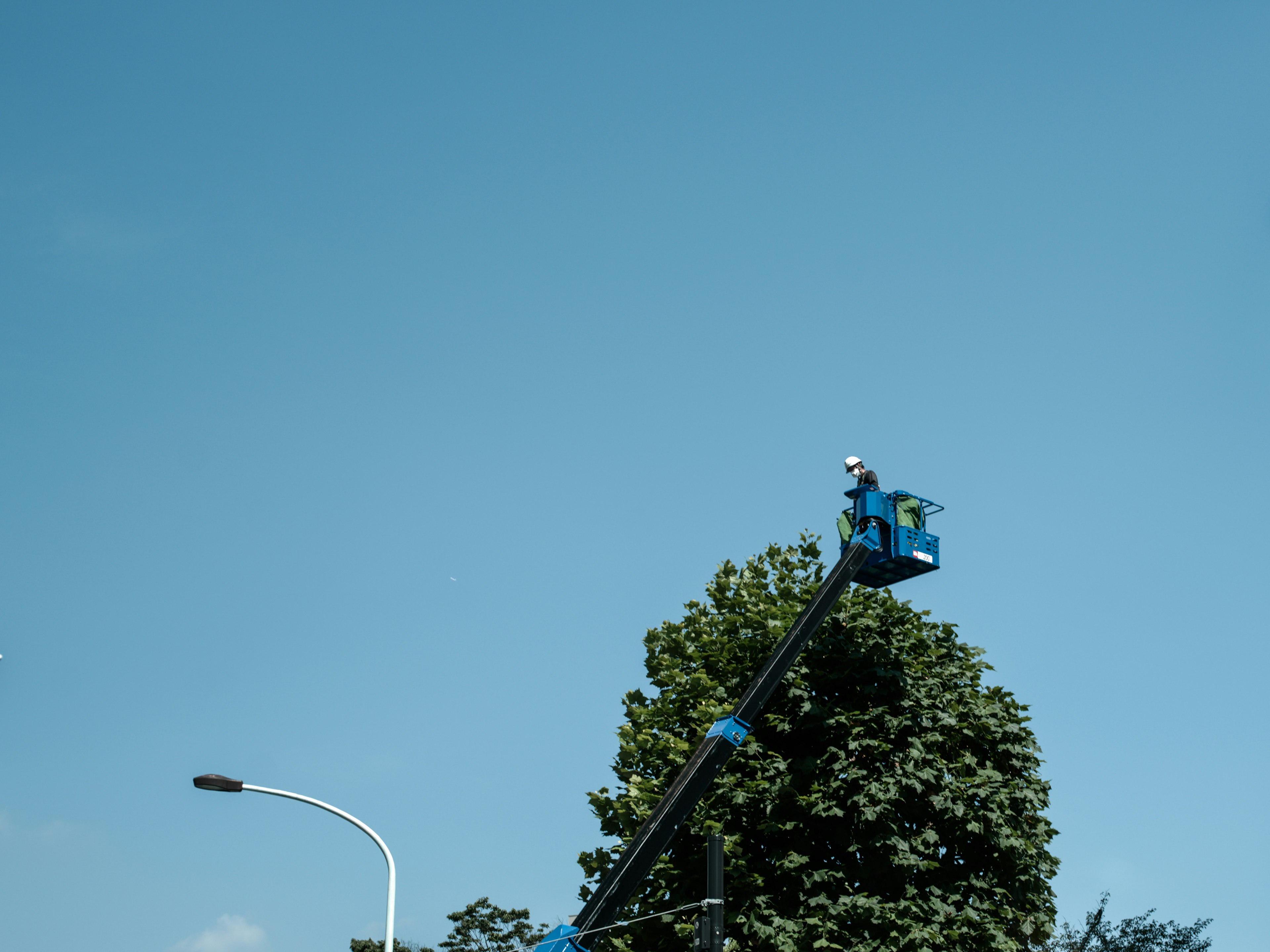 Worker in a blue lift above a tall tree under a clear blue sky