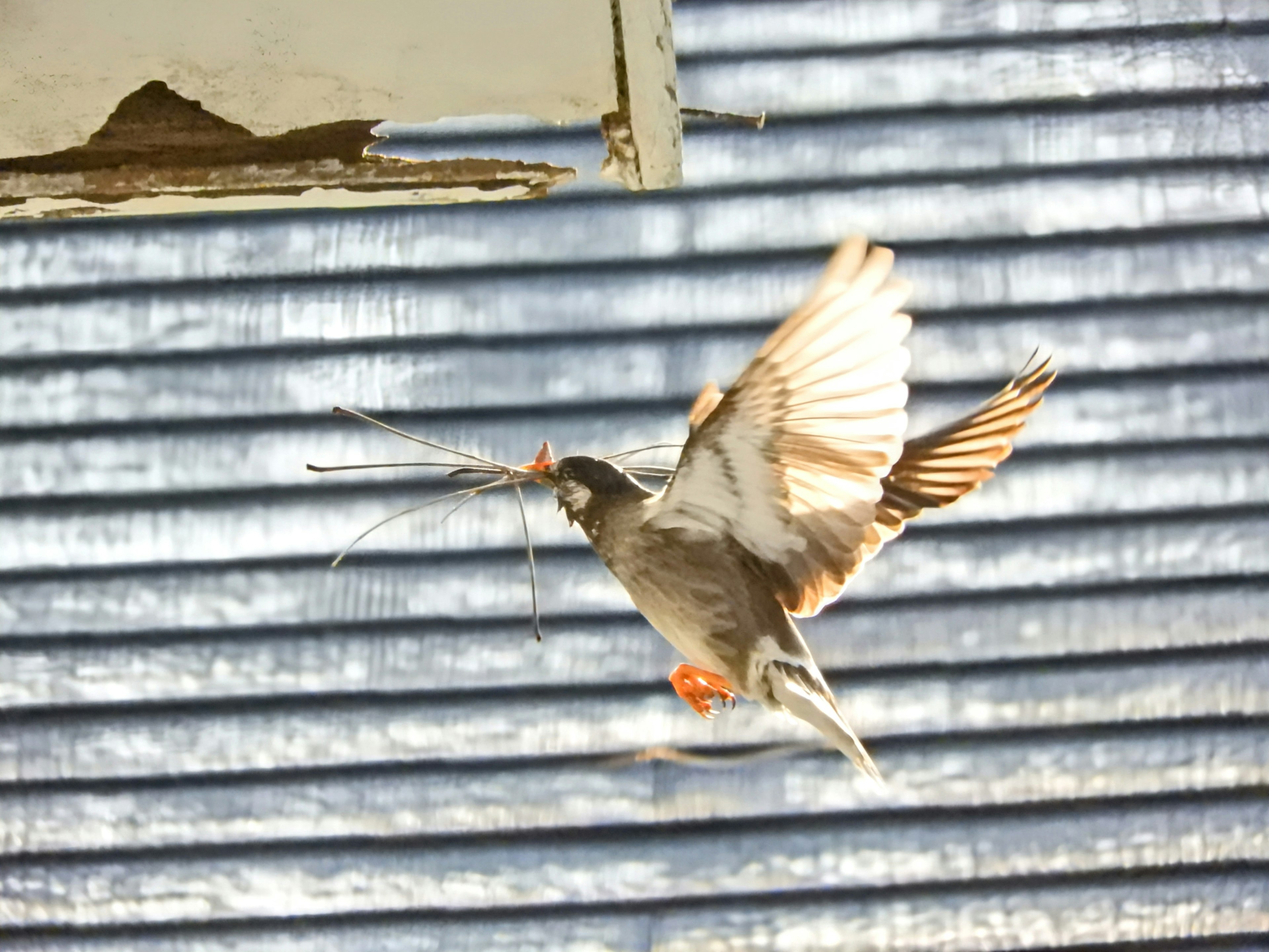 Oiseau transportant des matériaux de nidification devant des volets bleus