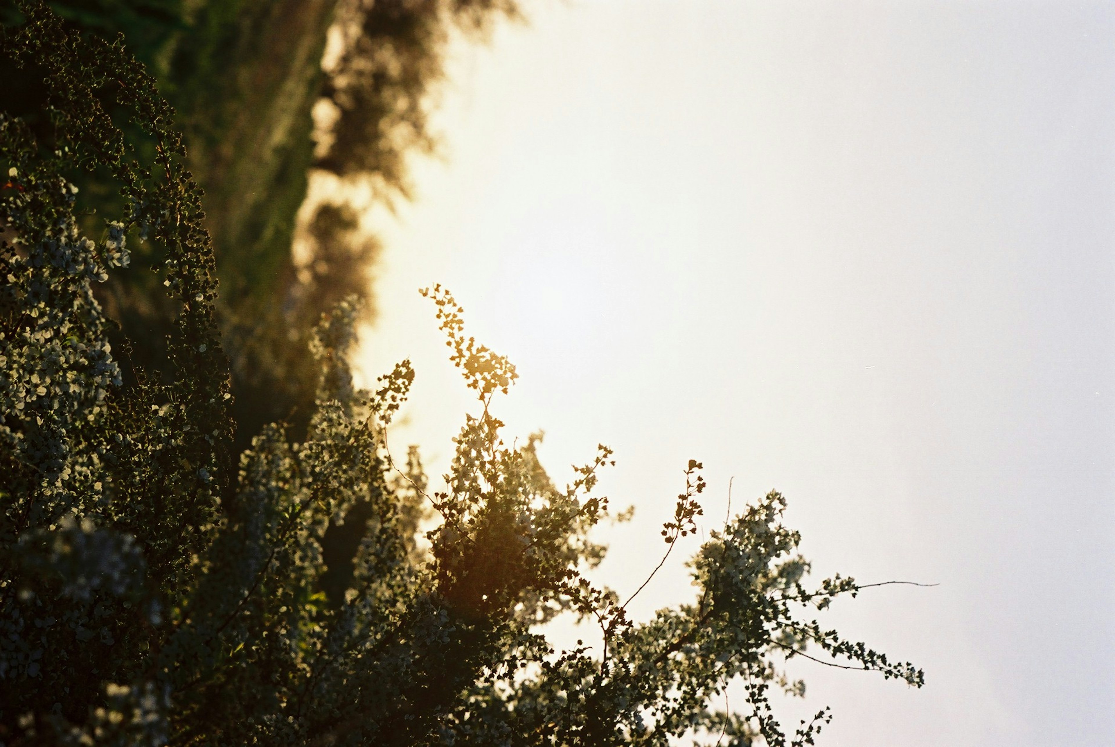 Silhouette de plantes illuminées par la lumière du coucher de soleil