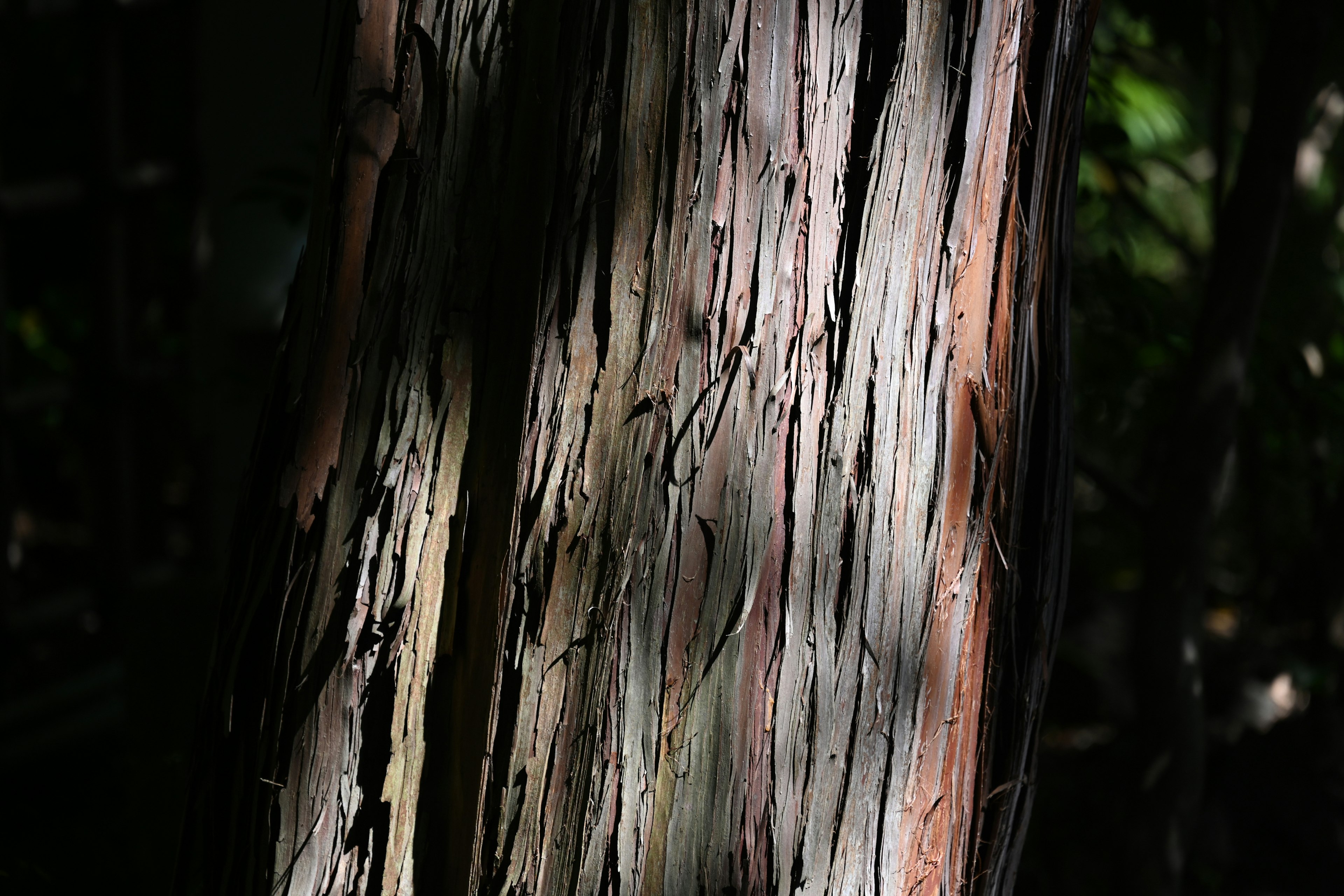 Detailed texture and shading of a tree trunk