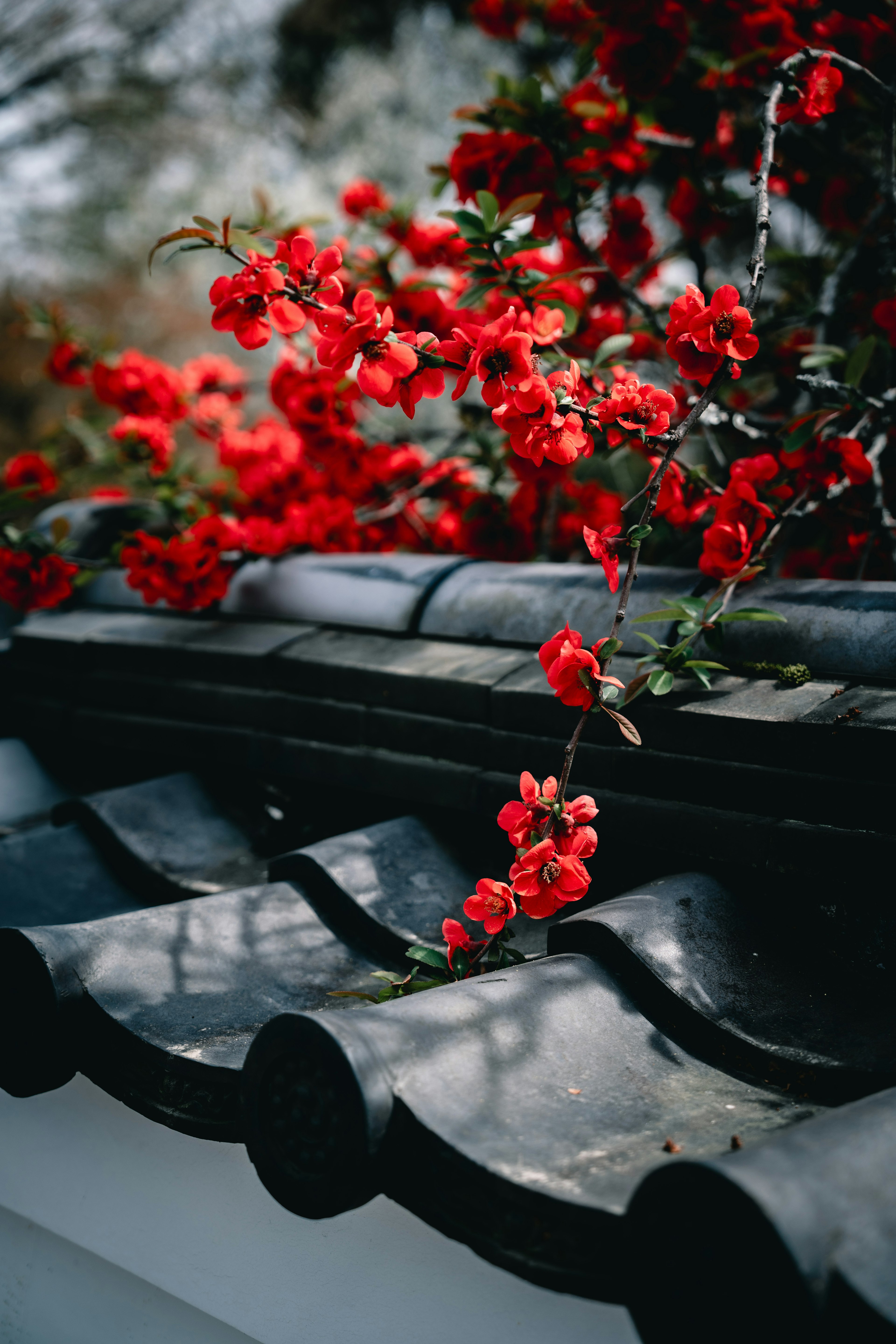 Schöne Szene von roten Blumen, die auf einem schwarzen Ziegeldach blühen