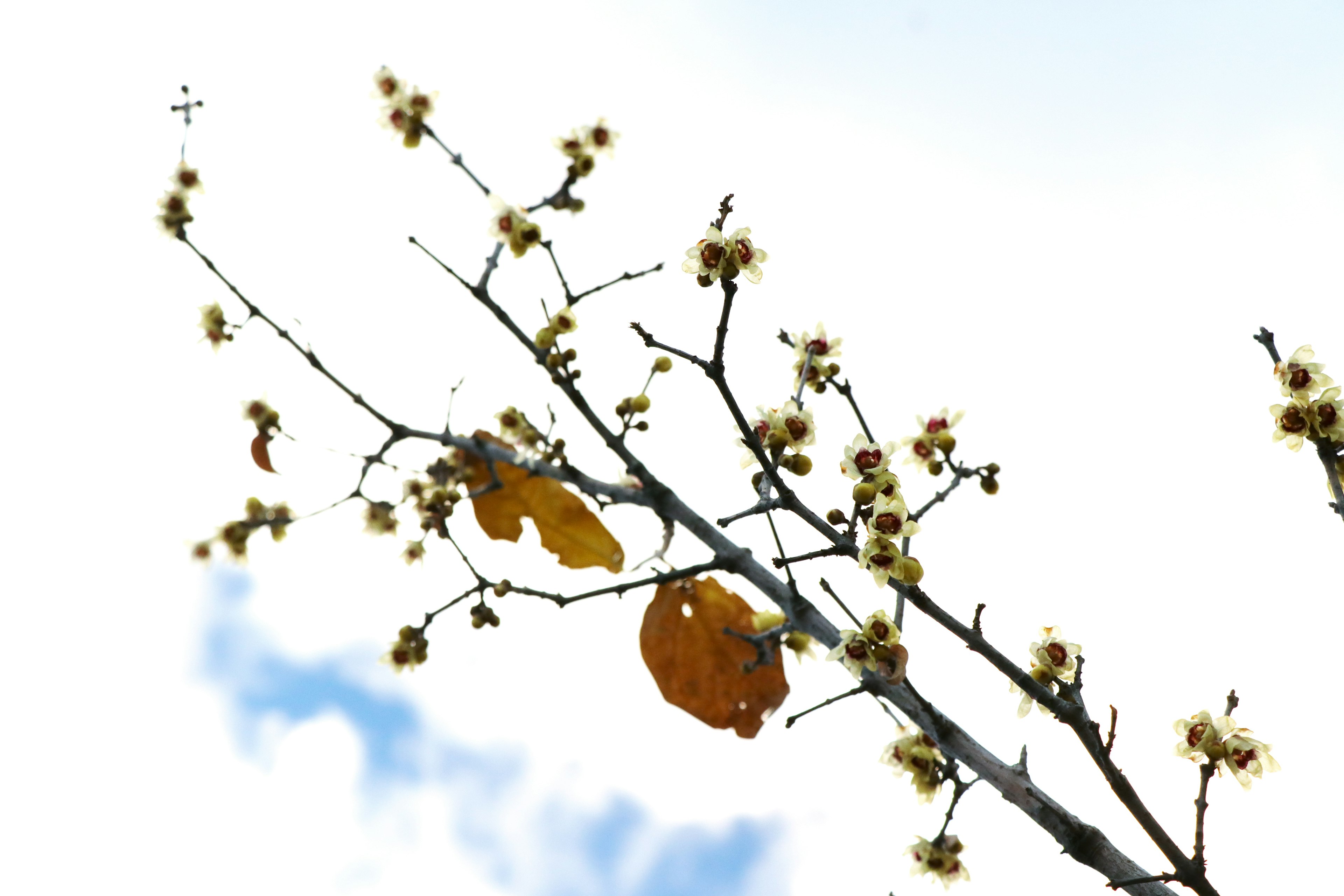 Zweig mit blühenden Blumen und Blättern vor blauem Himmel