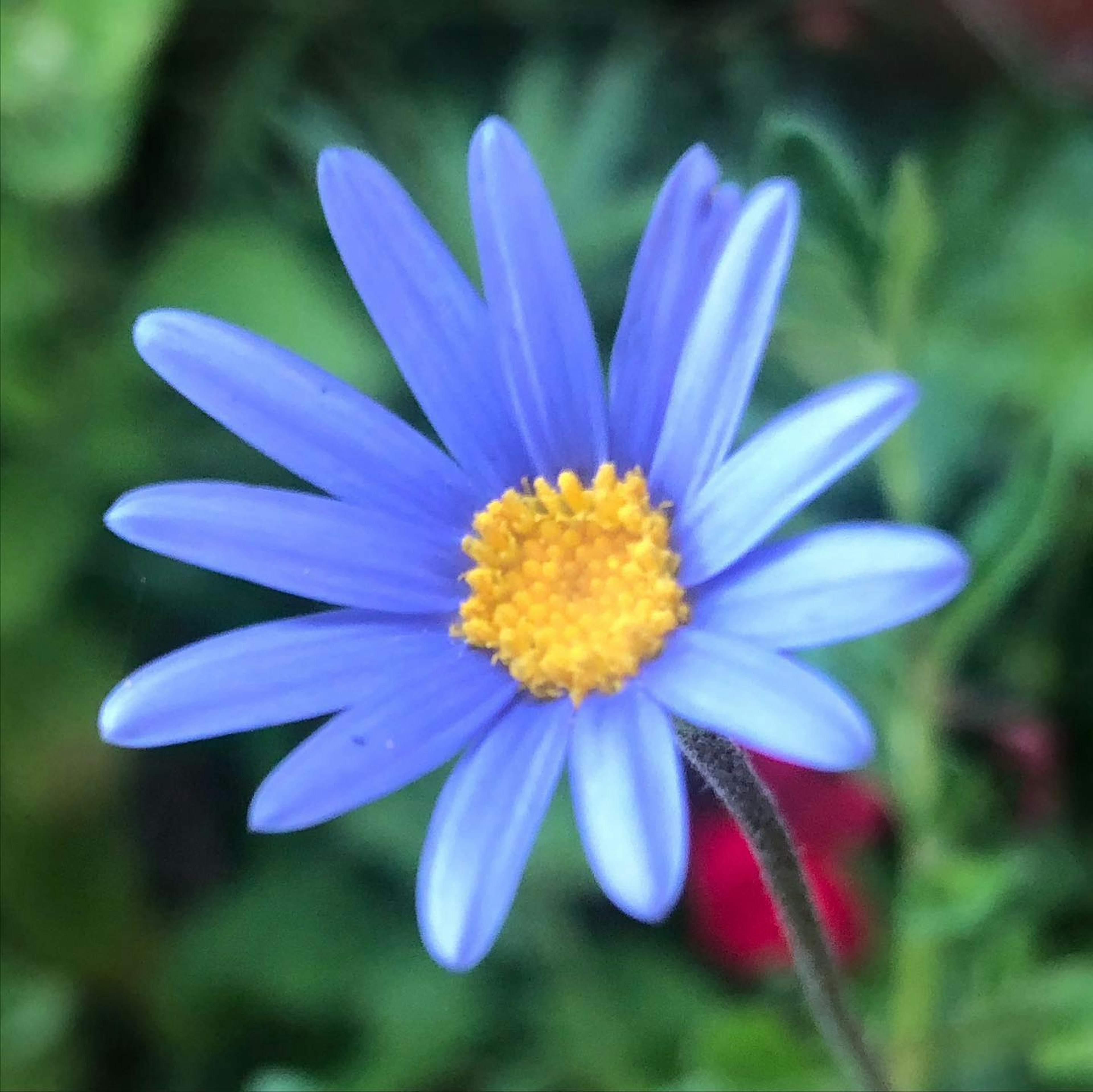 Blaue Blume mit gelbem Zentrum und grünem Hintergrund