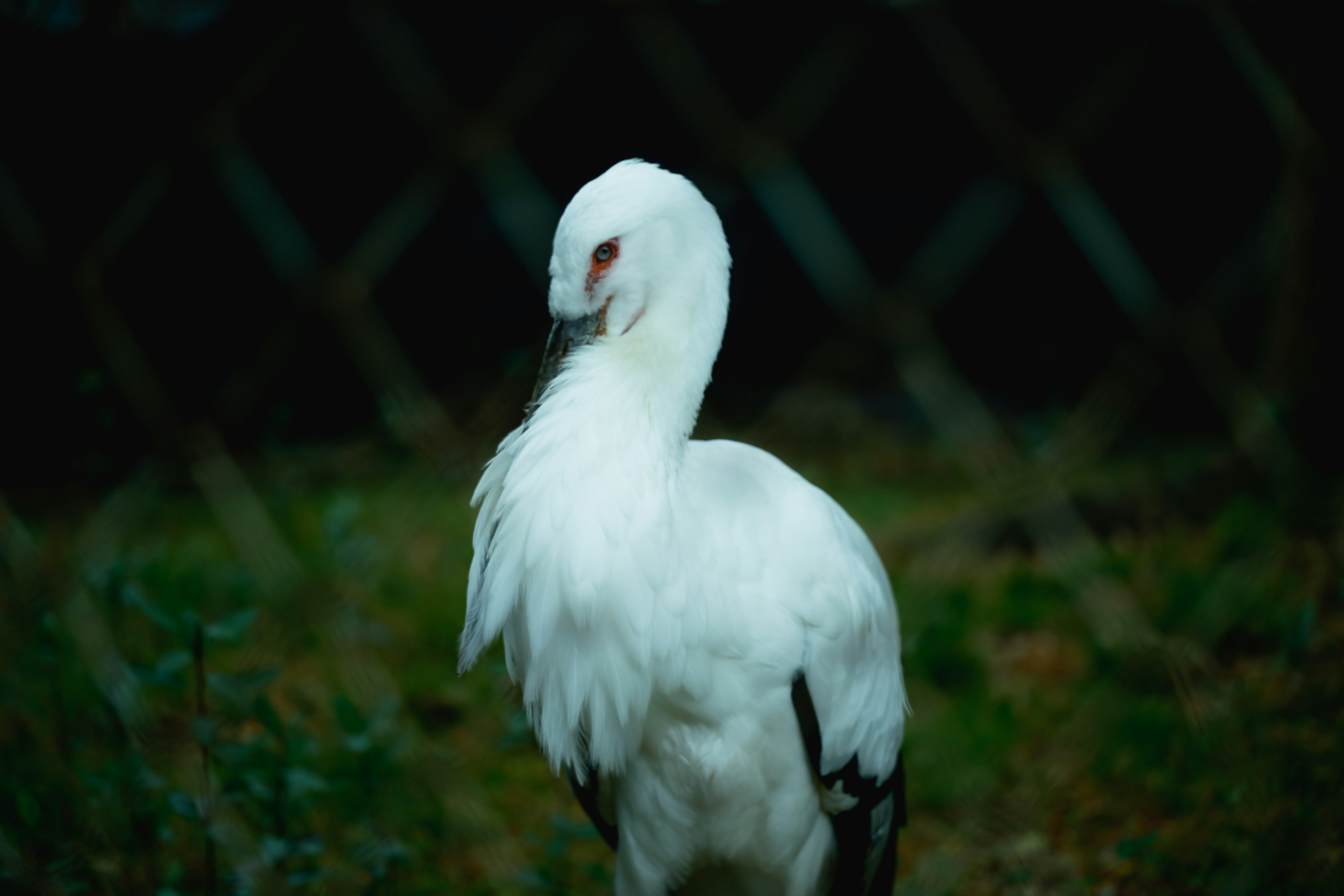 白いコウノトリが背を向けて立っている