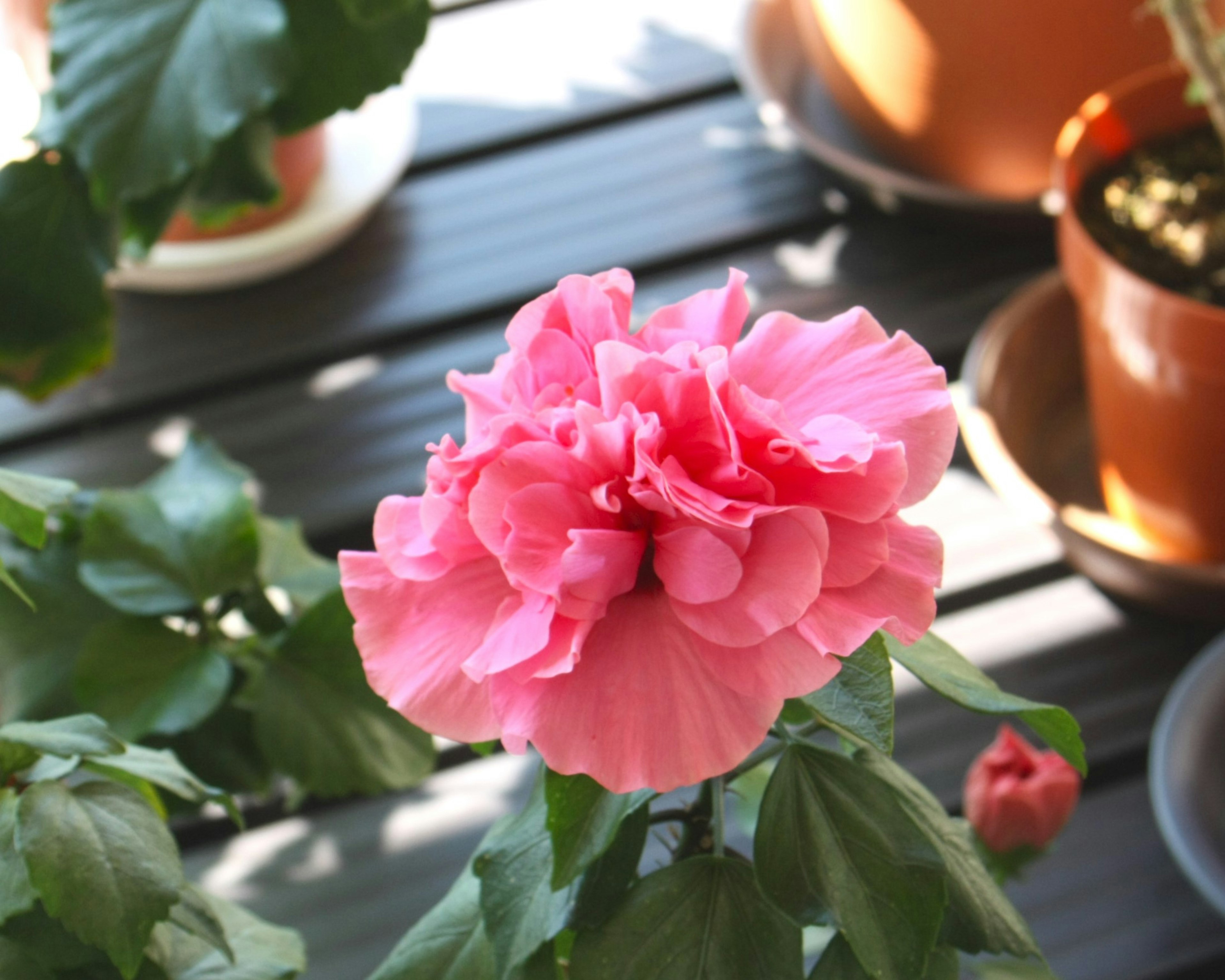 Primo piano di un fiore rosa vibrante che sboccia su una pianta