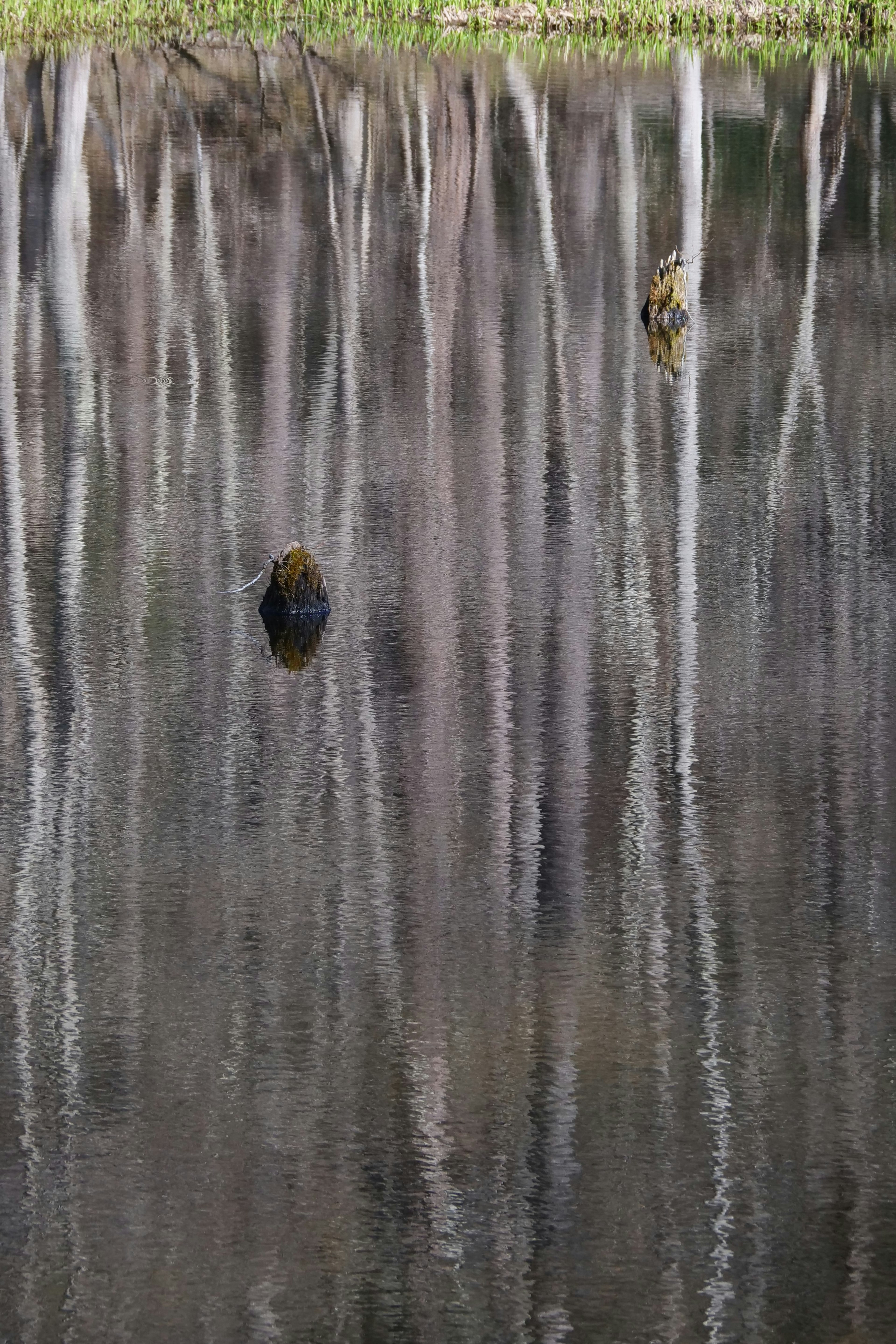 Eine ruhige Landschaft mit Bäumen, die sich auf der Wasseroberfläche spiegeln