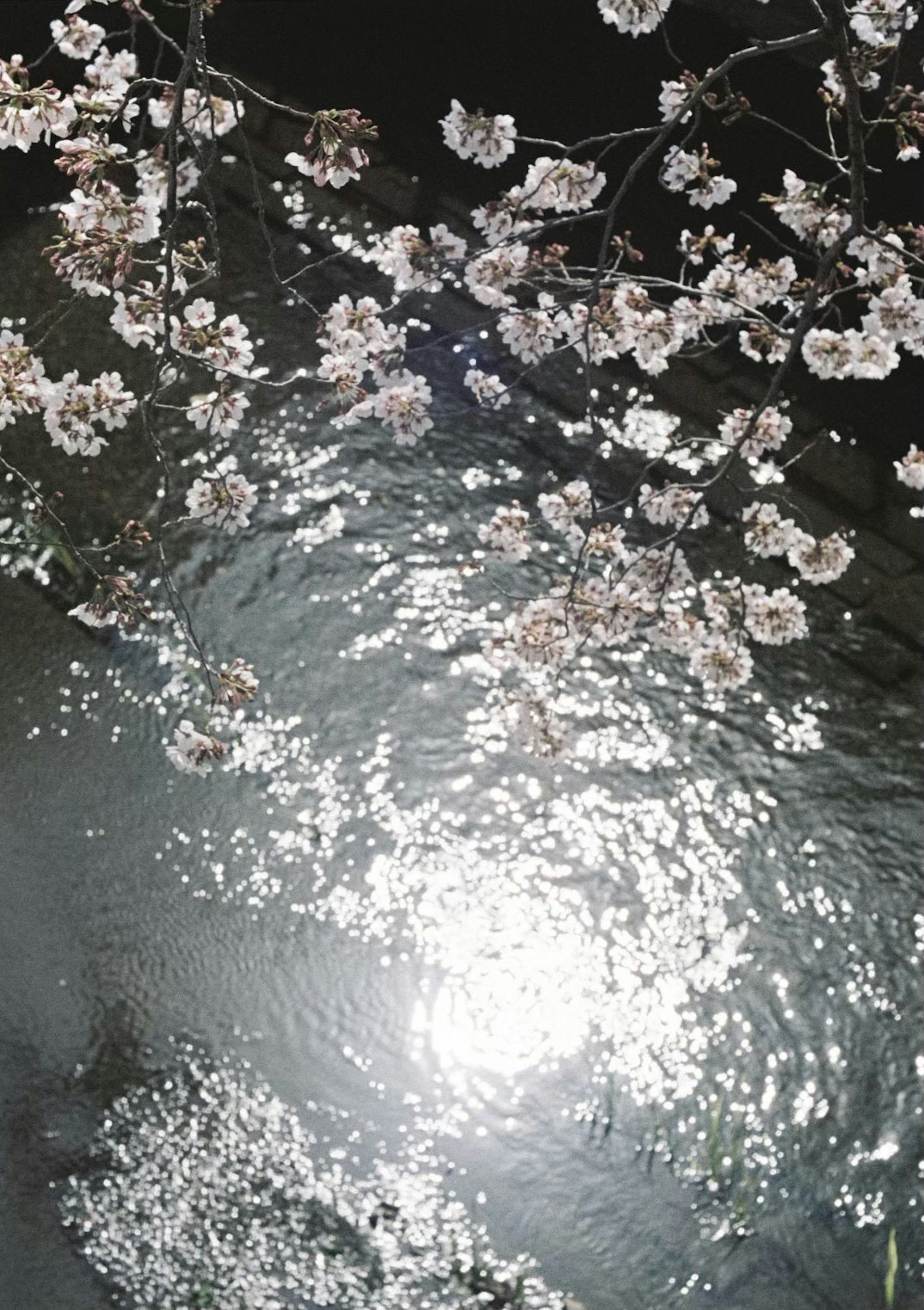 Flores de cerezo sobre agua brillante con reflejo del sol